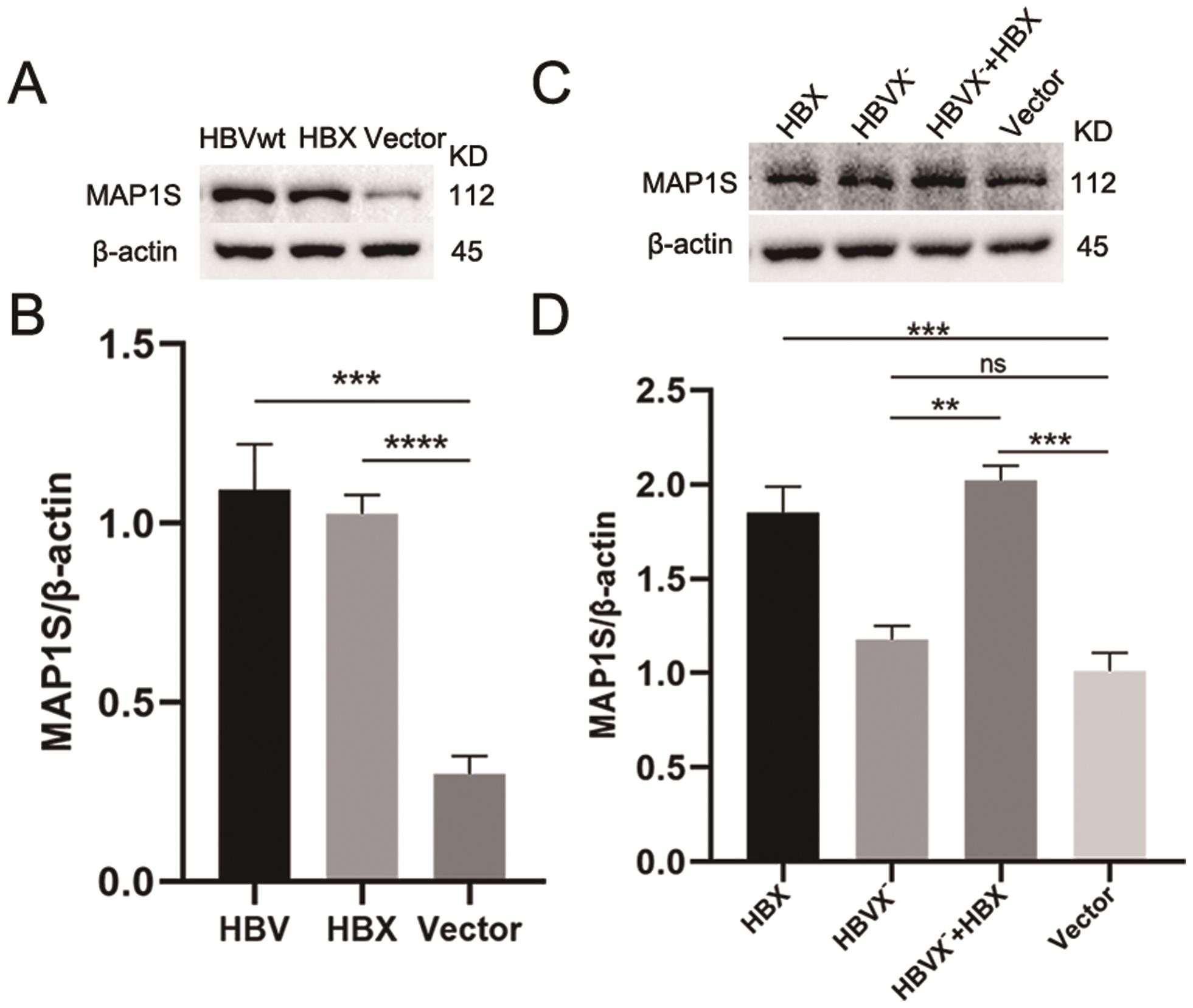 HBV upregulates MAP1S expression via HBX activity.