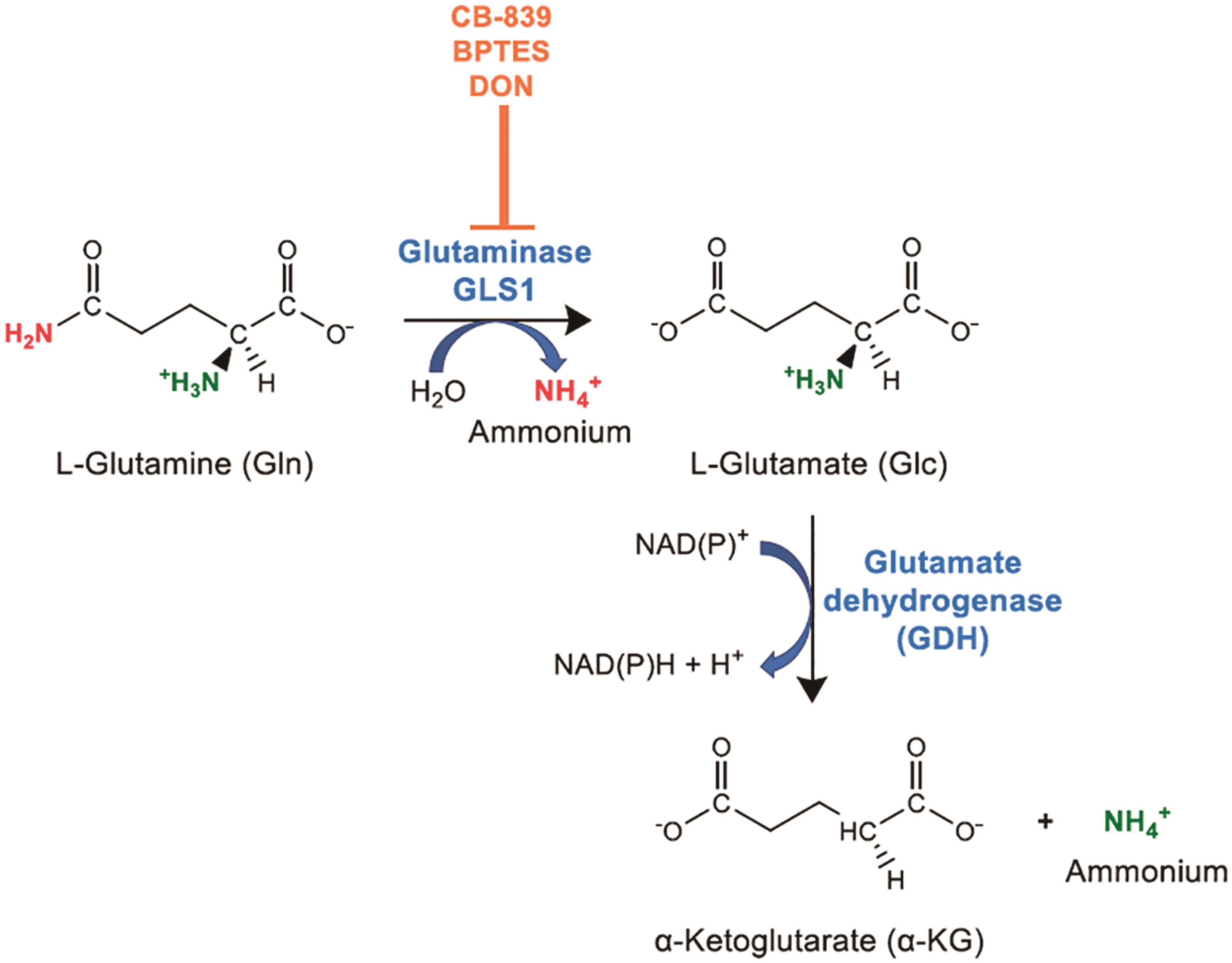 Targeting glutaminolysis: examples of selected glutaminase inhibitors.