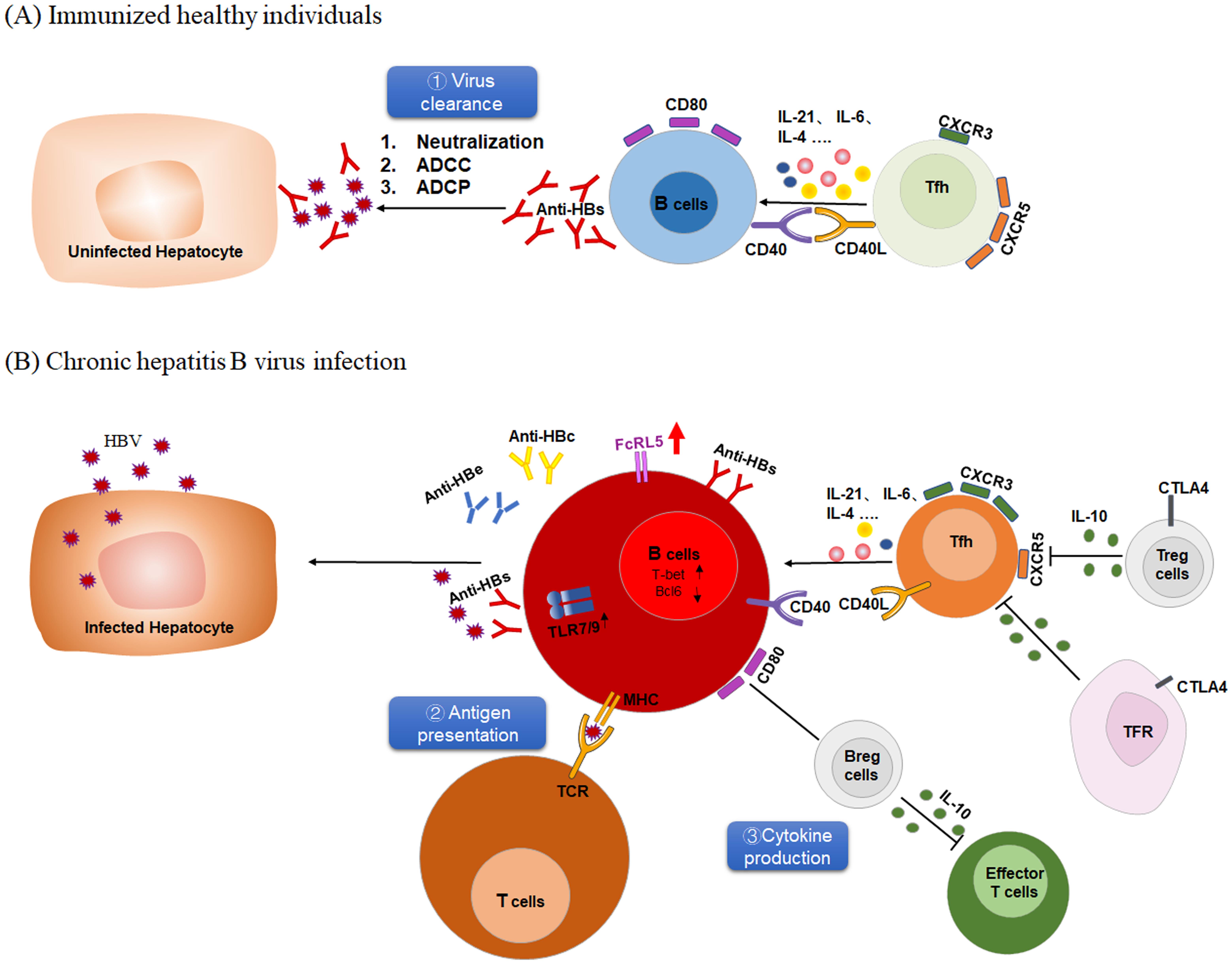 B cell-mediated humoral immunity in immunized healthy individuals and CHB patients.