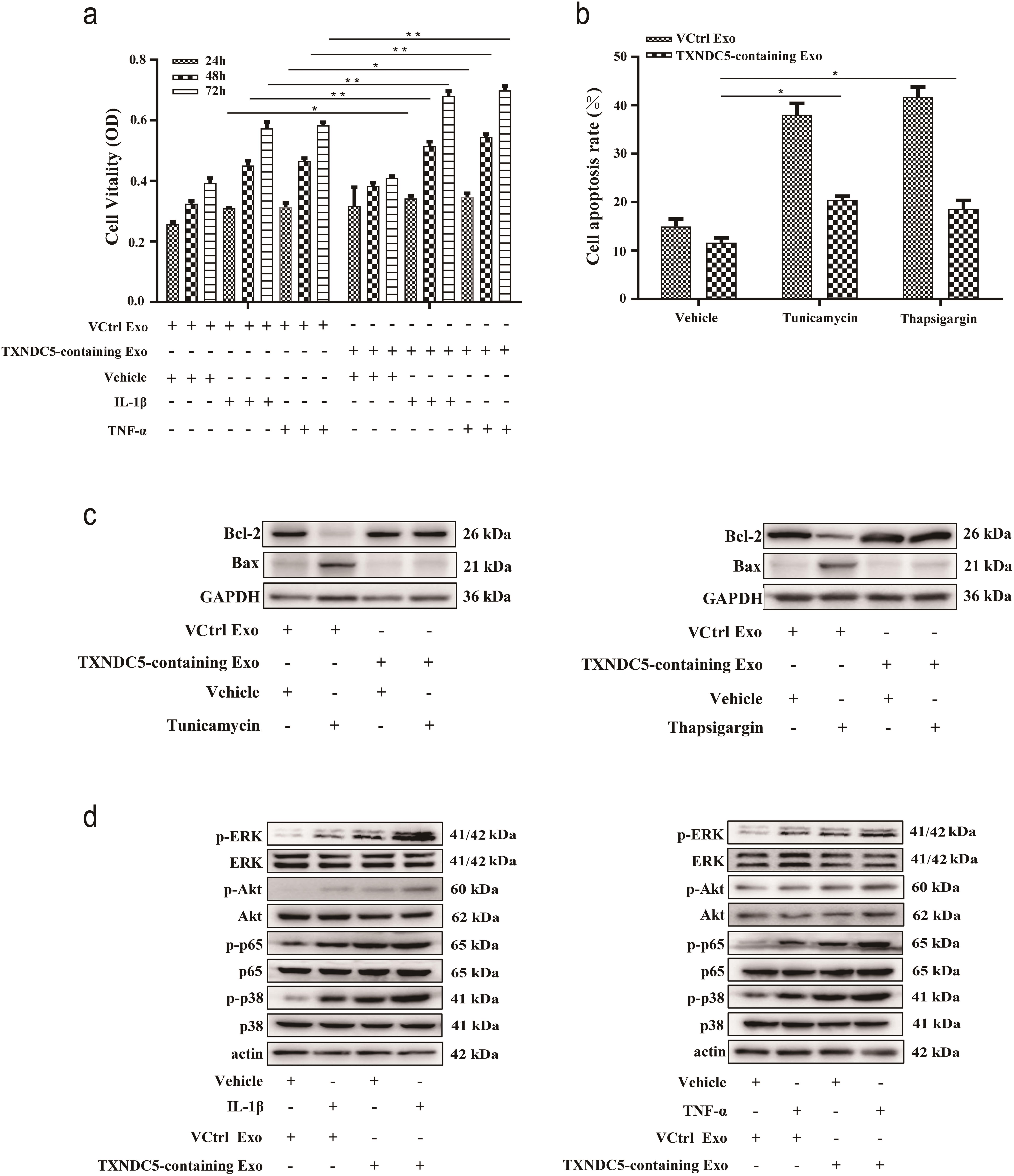 TXNDC5-derived exosomes increase the viability of RA FLSs and protect RA FLSs against ER stress-induced apoptosis: (a) cell viability of RA FLSs was measured after pretreated RA FLSs with TXNDC5 or VCtrl that expressed RA FLSs-derived exosomes in normal (vehicle) or inflammation-stimulating environment (treated with IL-1β or TNF-α); (b) Annexin V staining; and (c) Western blotting were used to detect cell apoptosis after pretreated RA FLSs with TXNDC5 or VCtrl that expressed RA FLSs-derived exosomes, followed by thapsigargin or tunicamycin treatment; and (d) effect of exosomes derived from TXNDC5 overexpressed RA FLSs on the phosphorylation of ERK, Akt,p65 NF-κB, and p38 MAPK signaling pathways were analyzed by Western blotting and β-actin served as a loading control.