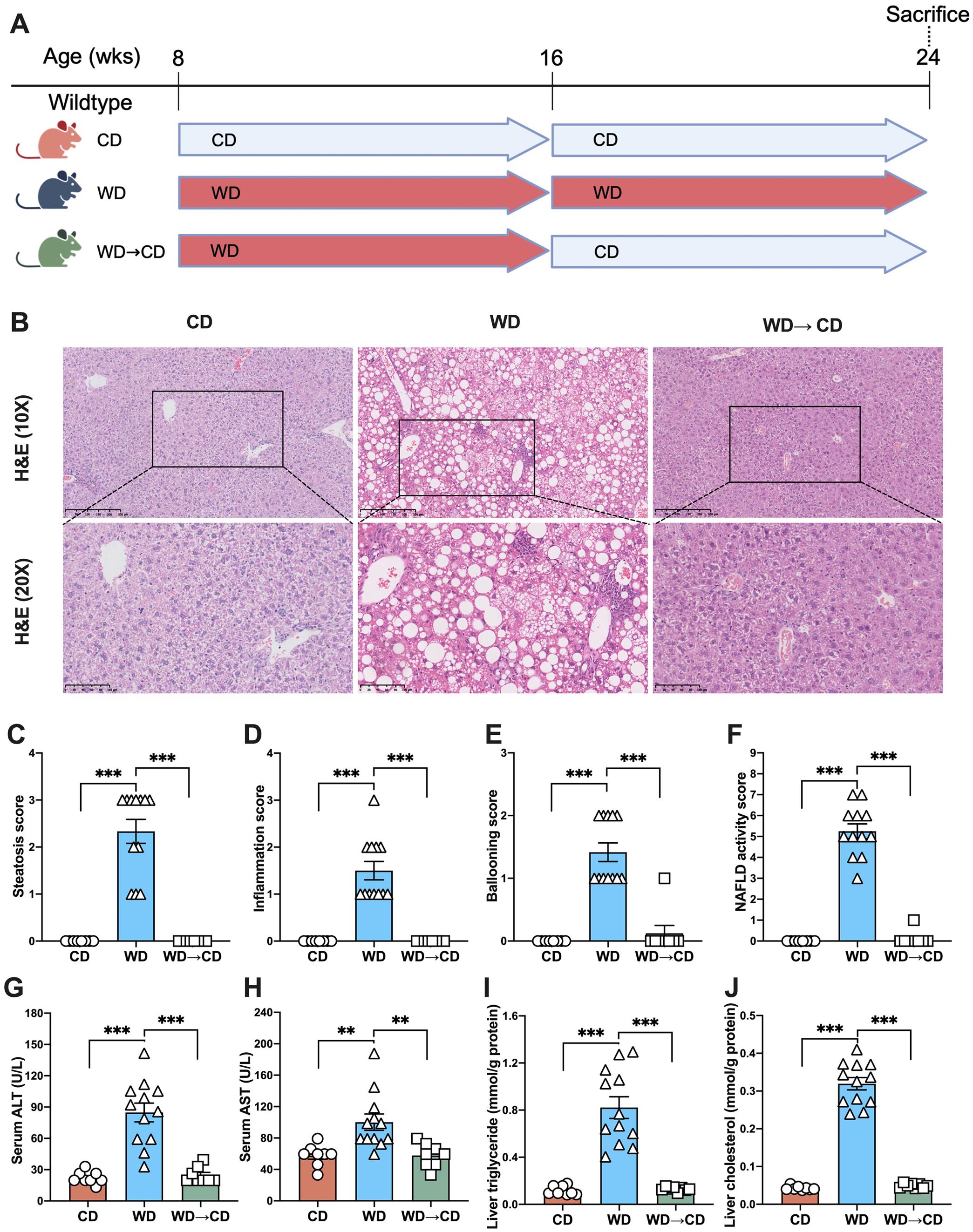 Dietary reversal from the Western diet (WD) back to the chow diet (CD) successfully ameliorated liver injury and lipid metabolism in mice fed a WD.