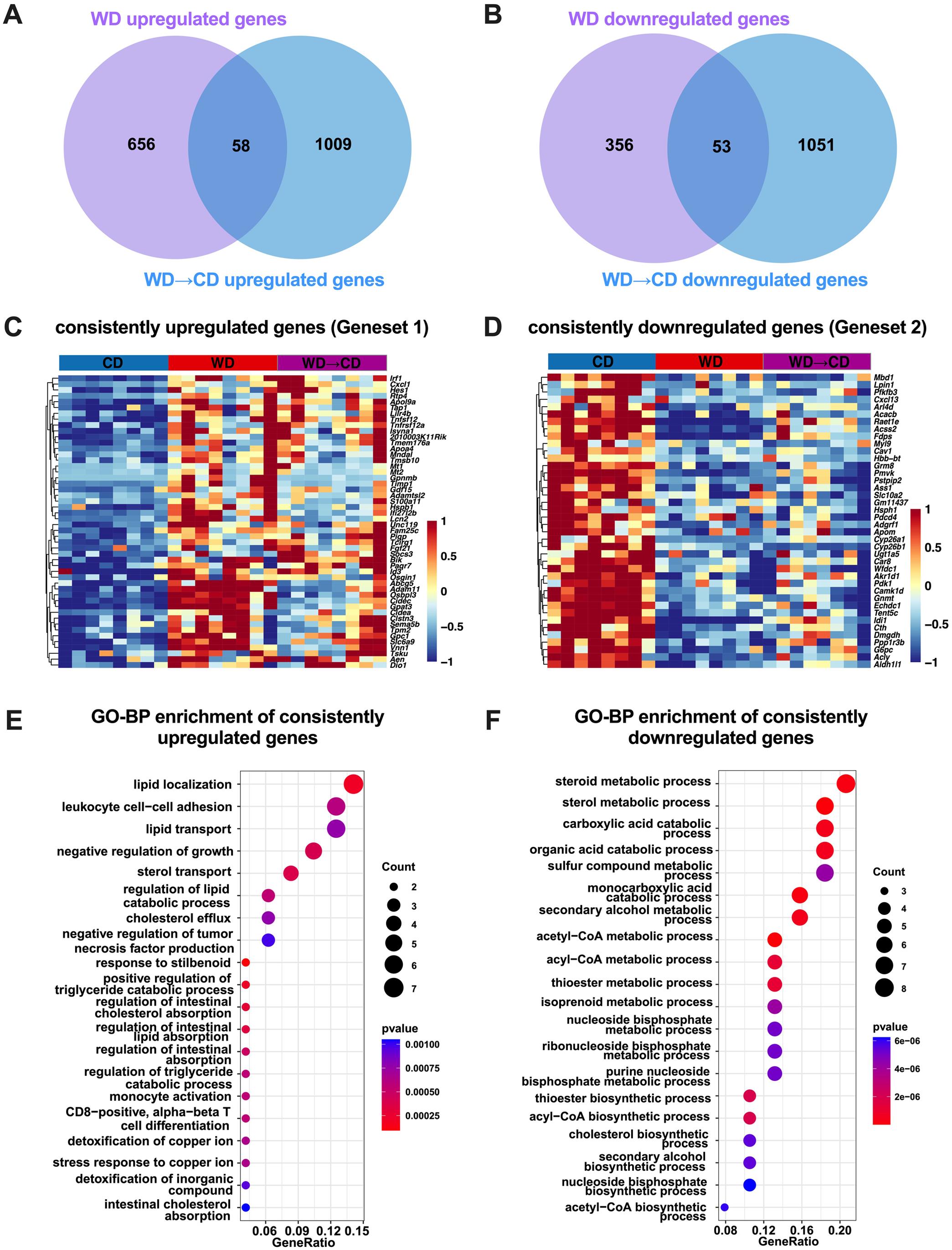 Persistent liver transcriptional alterations observed in mice after switching back from WD to CD.