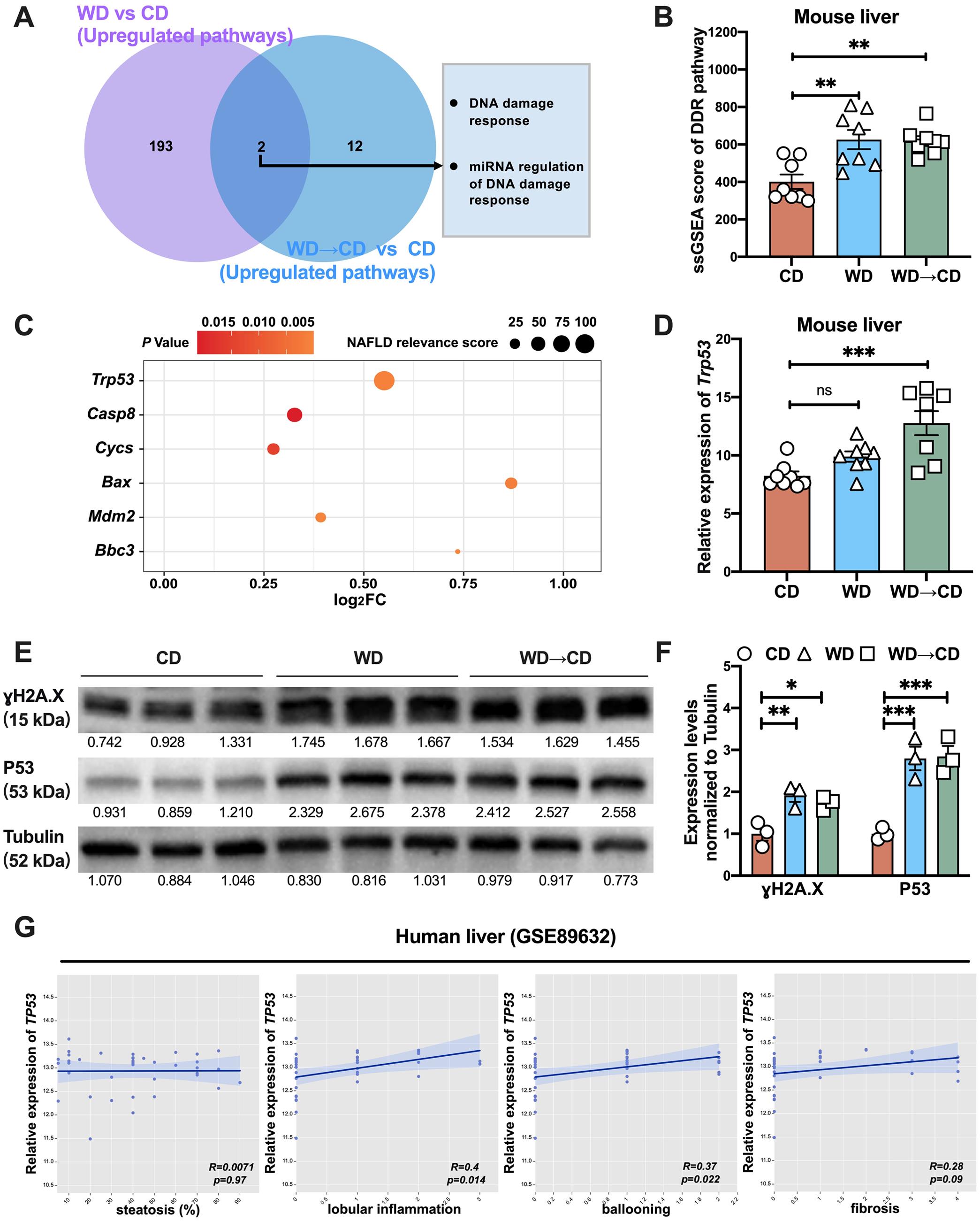 DNA damage response (DDR) pathway activation and P53 accumulation are ongoing in the murine liver after switching back from WD to CD.