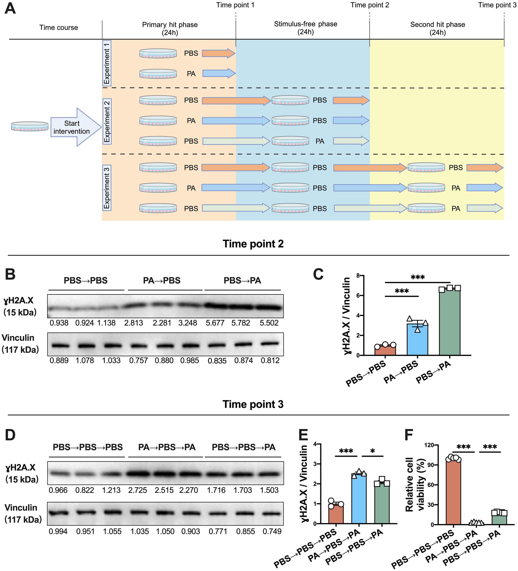 History of lipotoxic damage triggers persistent DDR pathway activation in hepatocytes.