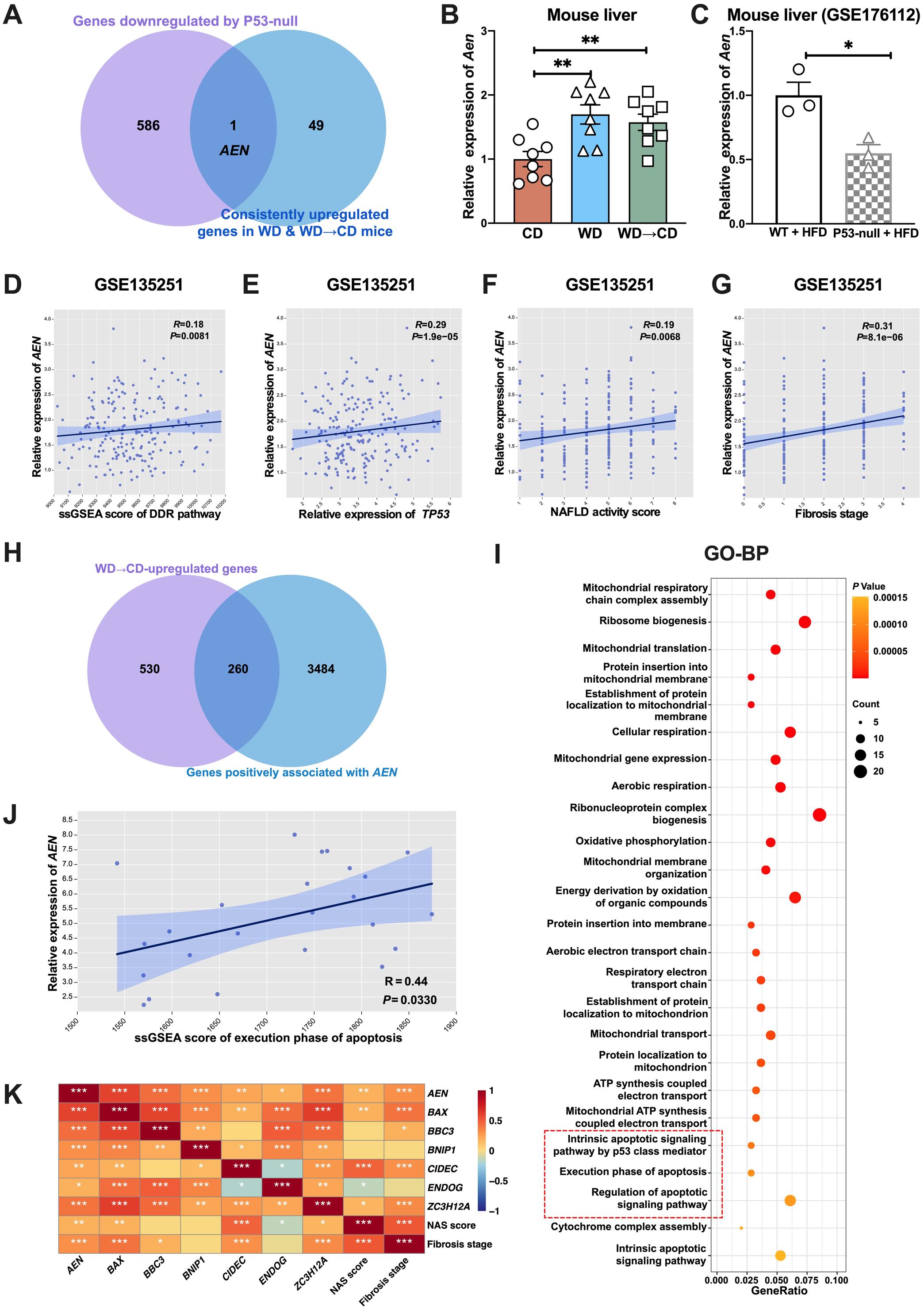 P53 may upregulate apoptosis-enhancing nuclease (AEN) to enhance apoptotic signaling in the liver after switching back from WD to CD.