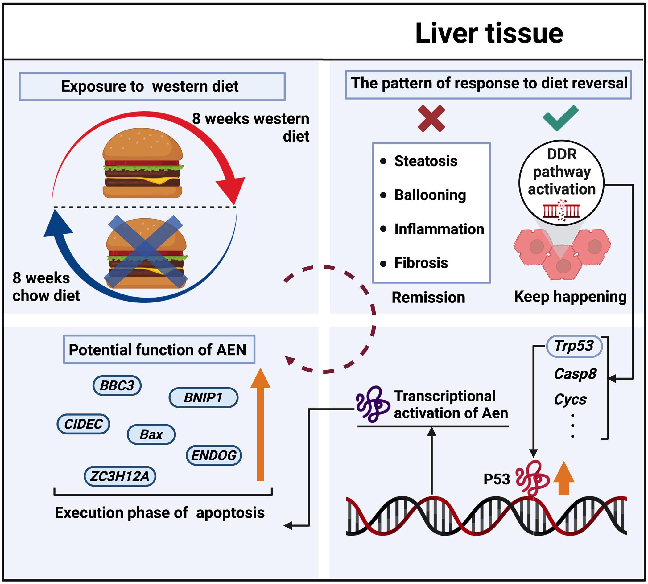 Proposed model for the persistent activation of DDR signaling and P53-AEN axis in the liver after transitioning from a WD to a CD even when MASLD is histologically resolved.