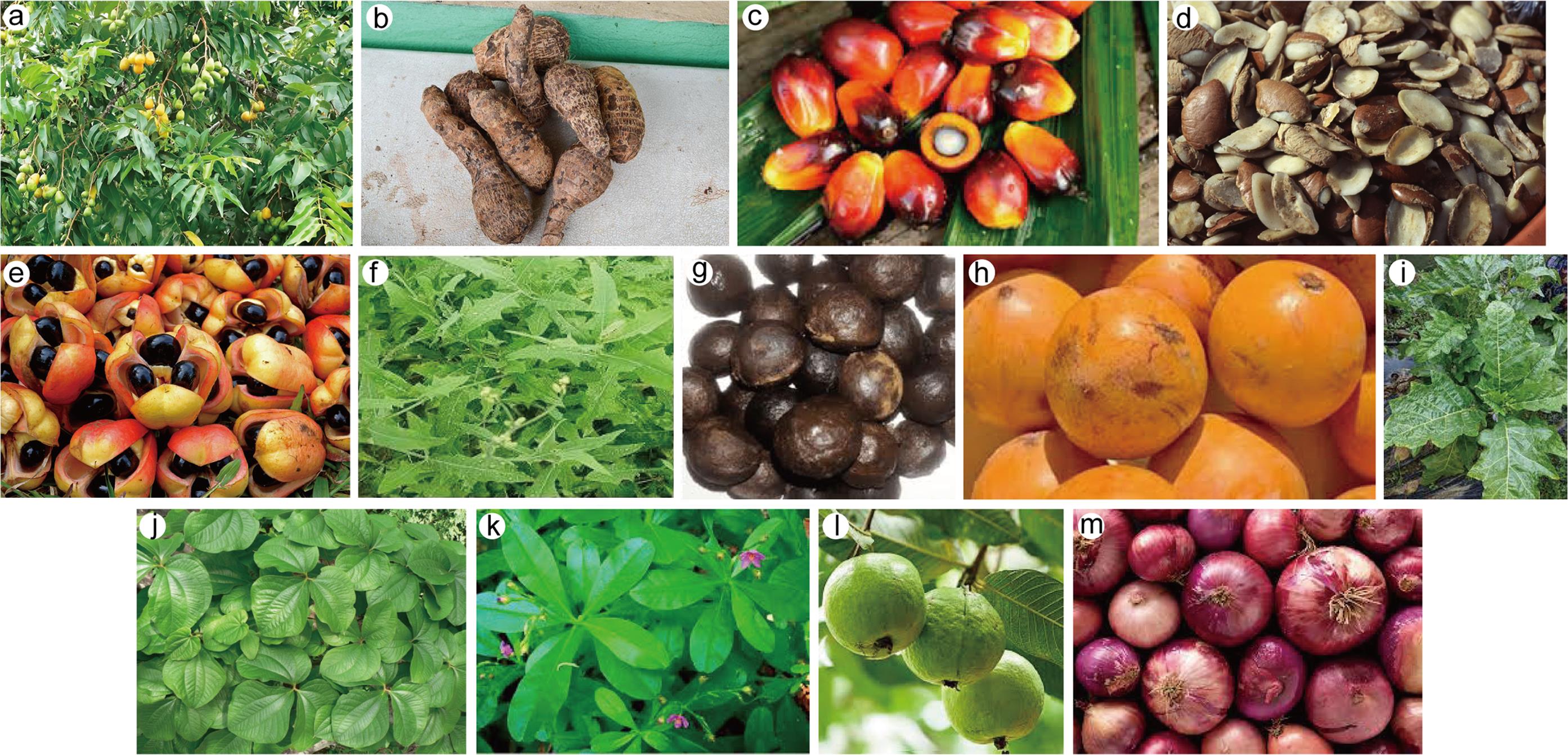 Selected edible Nigerian plants with anti-cancer properties.