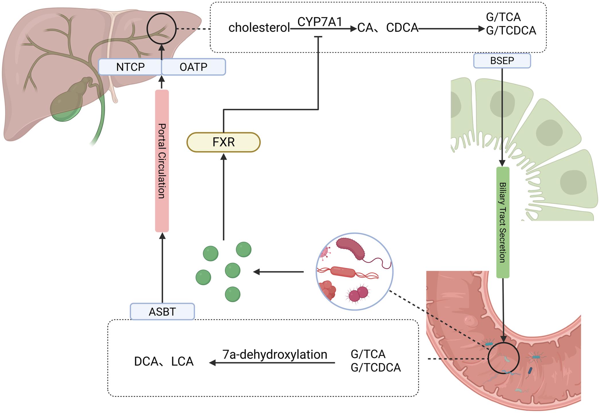 The enterohepatic circulation of bile acids.