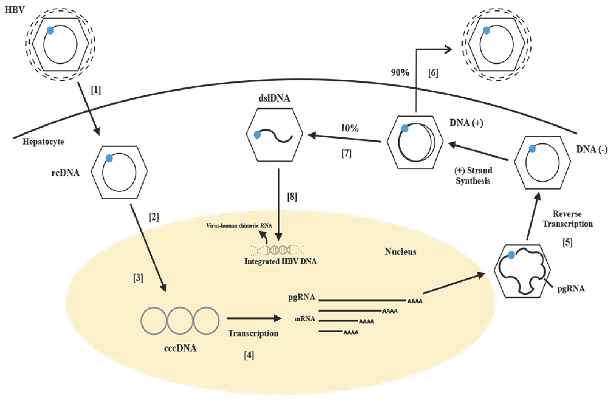 Prevention Of HBV Recurrence After Liver Transplant A Review