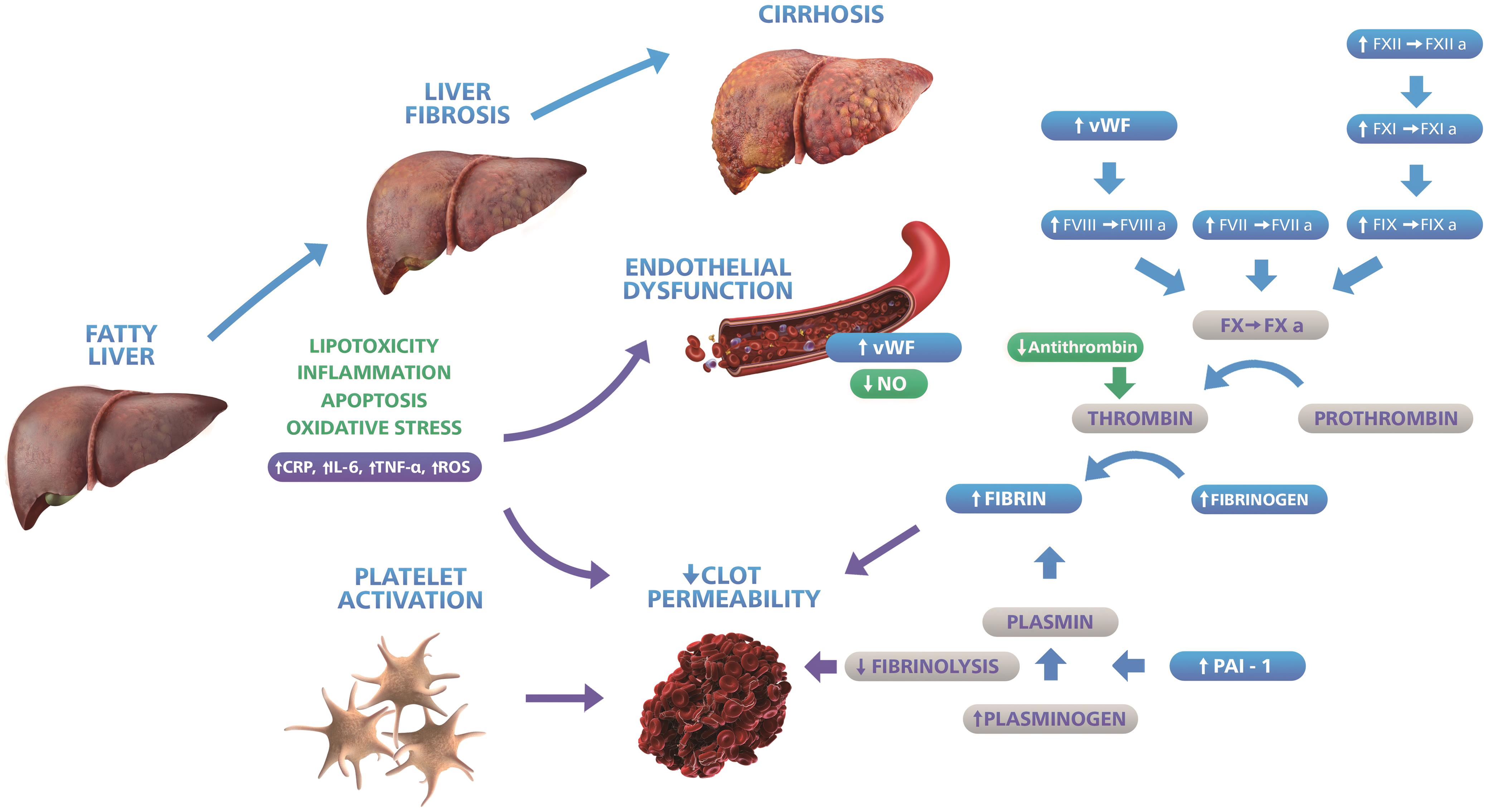 Omega 3 Effects On Liver at Emily Corn blog