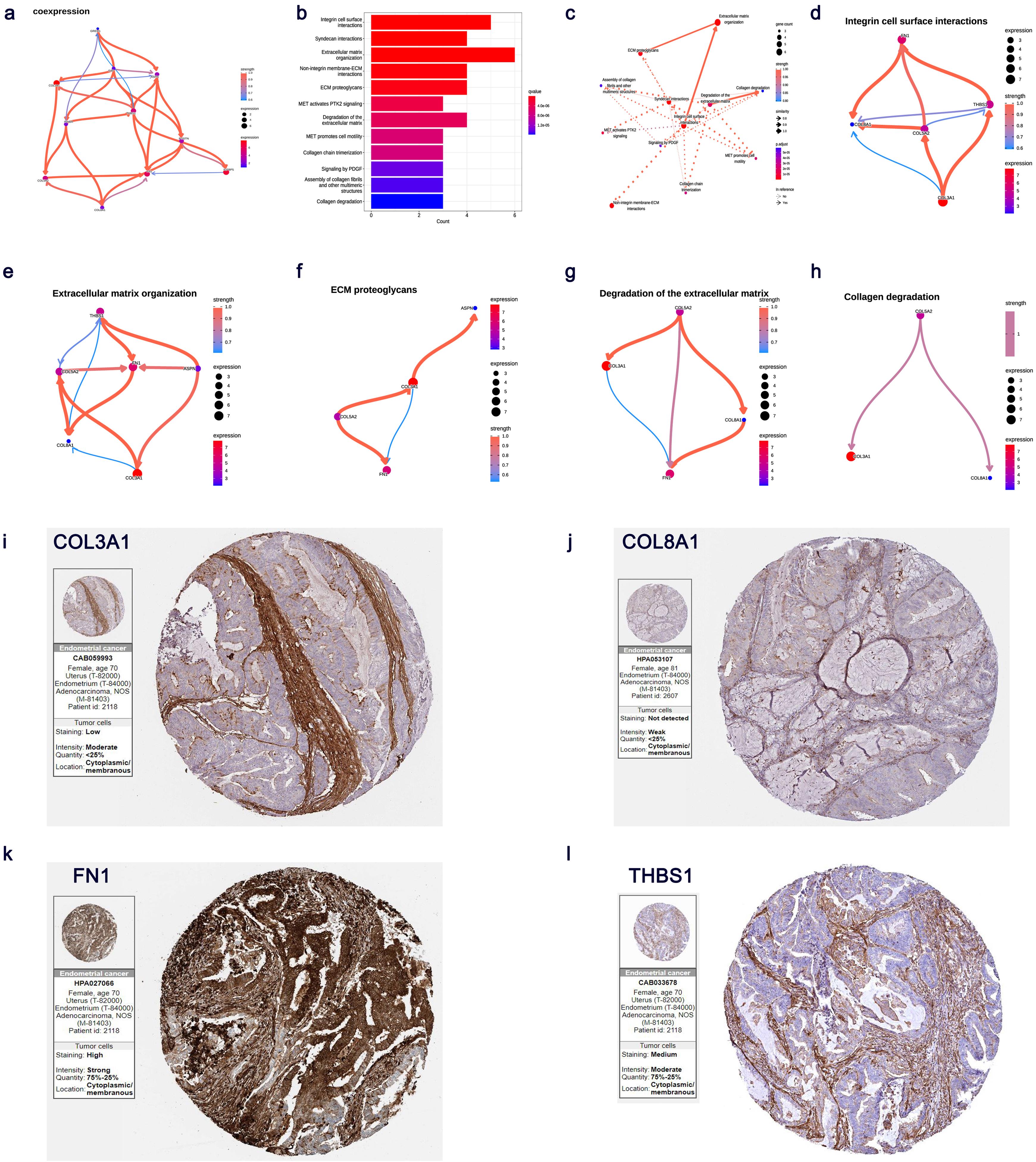 Exploration of the potential pathways and pathway interactions regulated by 10 core genes.