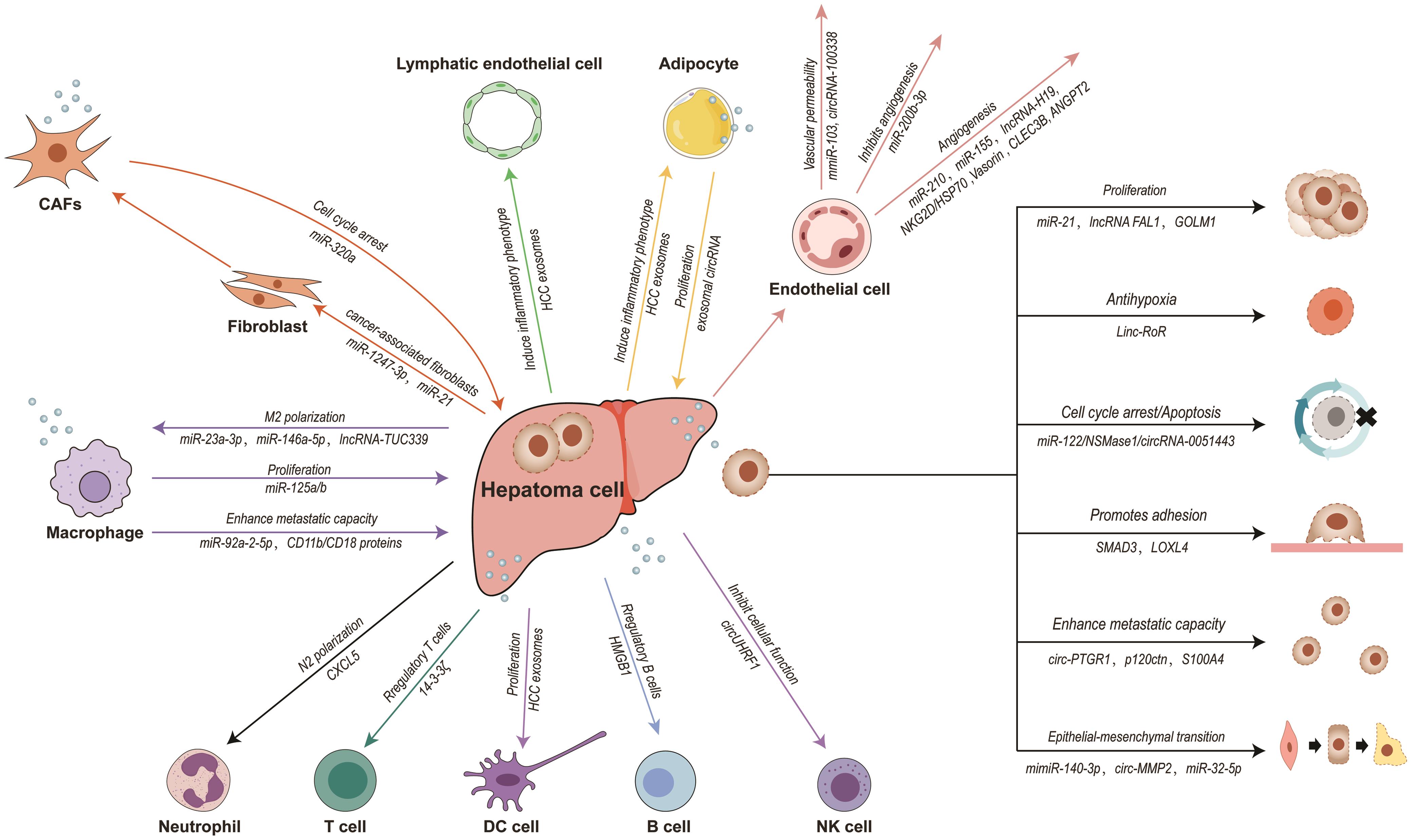 Tumor-associated Exosomes Are Involved in Hepatocellular Carcinoma ...