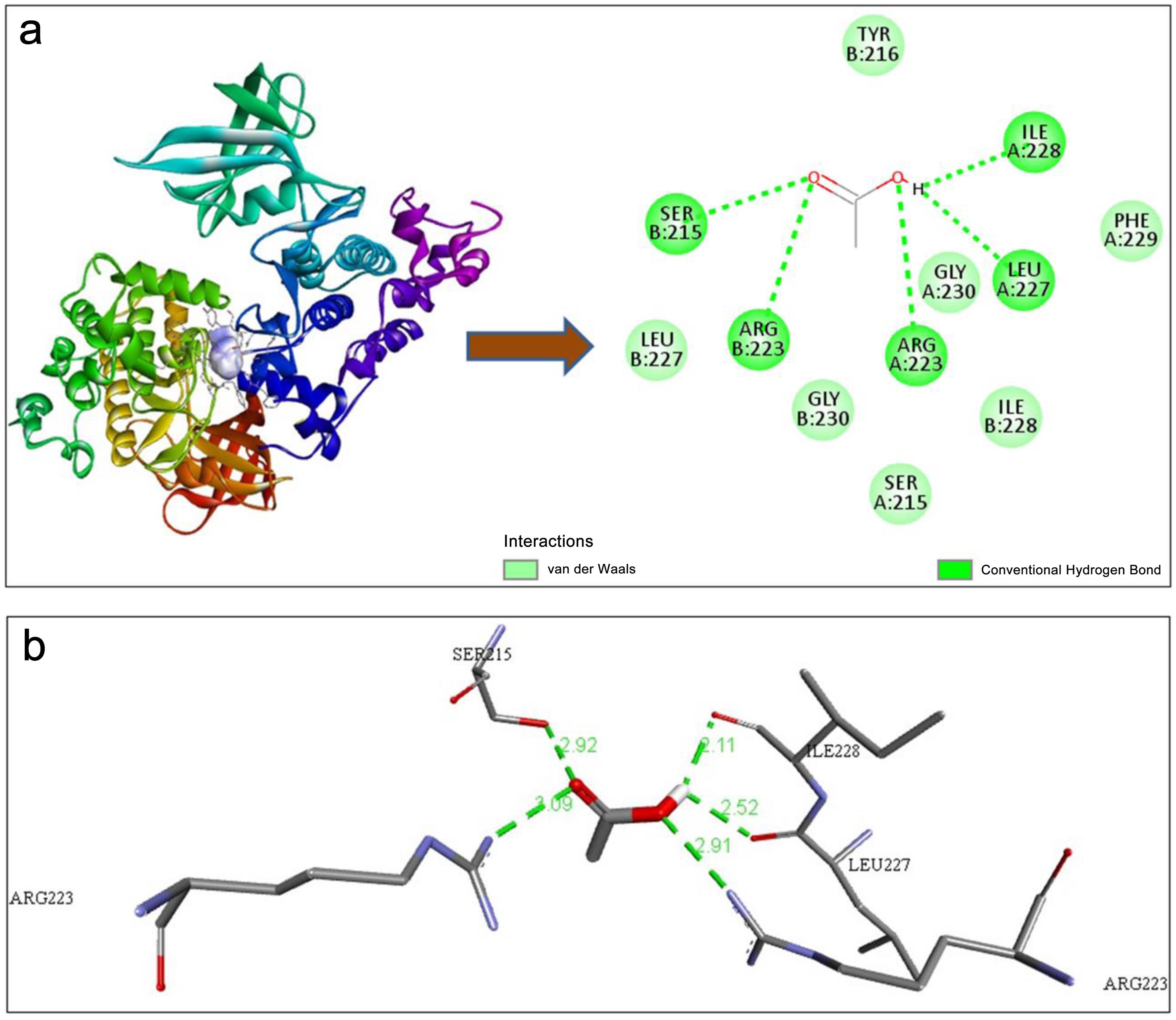 (a) Mode 1 interaction of Cadmium with the enzyme glycogen synthase kinase-3; and (b) Conventional bond distances with amino acids of the enzyme and ligand.