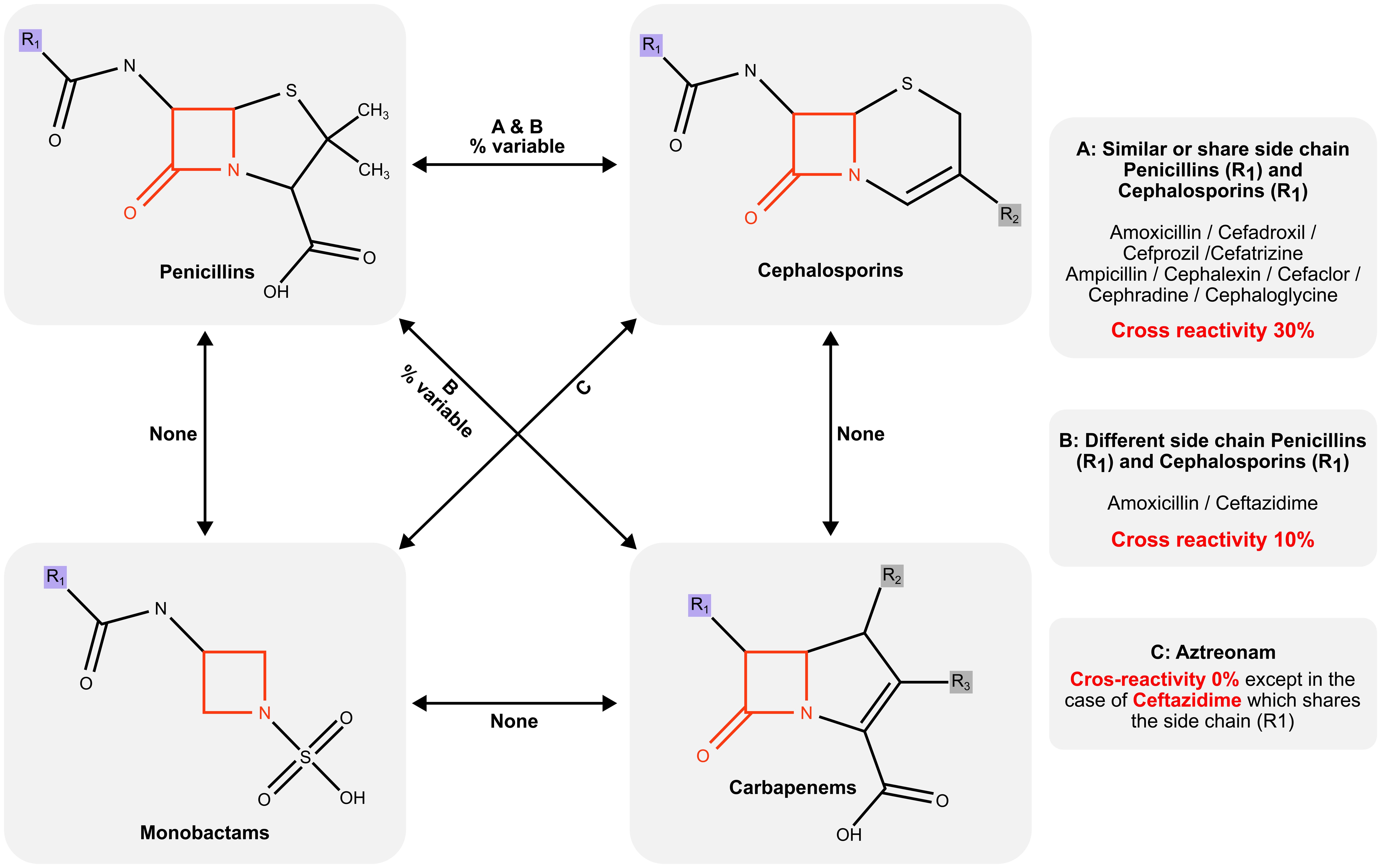 Different structures that share the beta-lactam ring and their involvement in cross-reactivity.