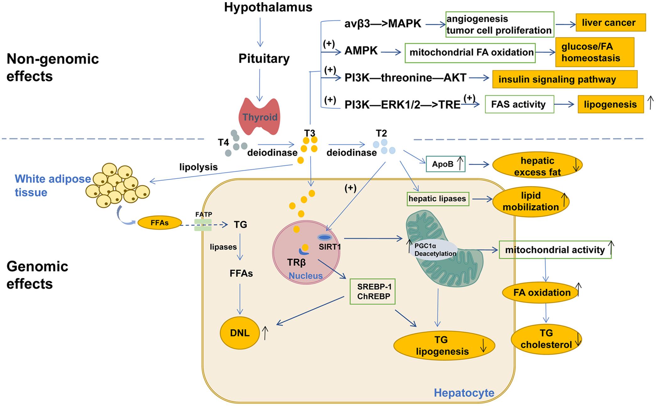 Effects of thyroid hormone (TH) on hepatic lipid homeostasis.