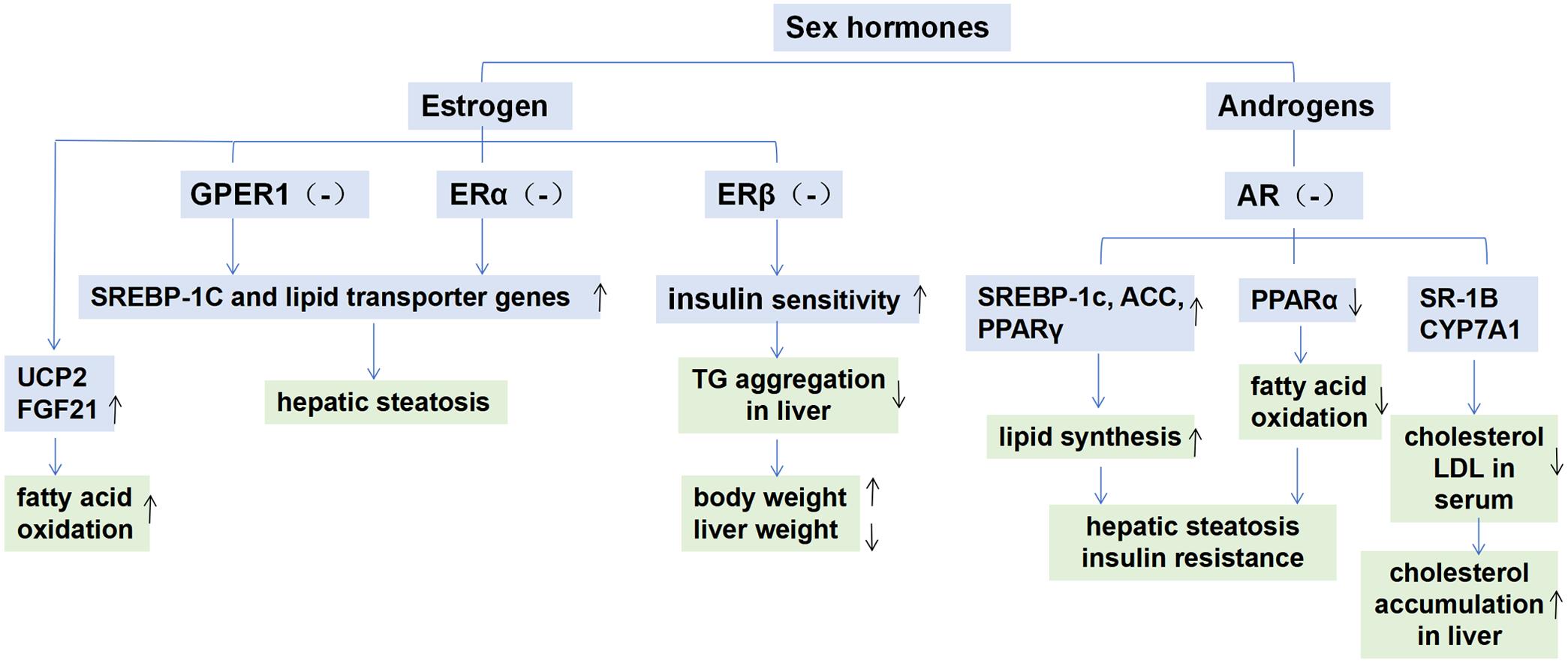 Effects of sex hormones on hepatic lipid homeostasis.