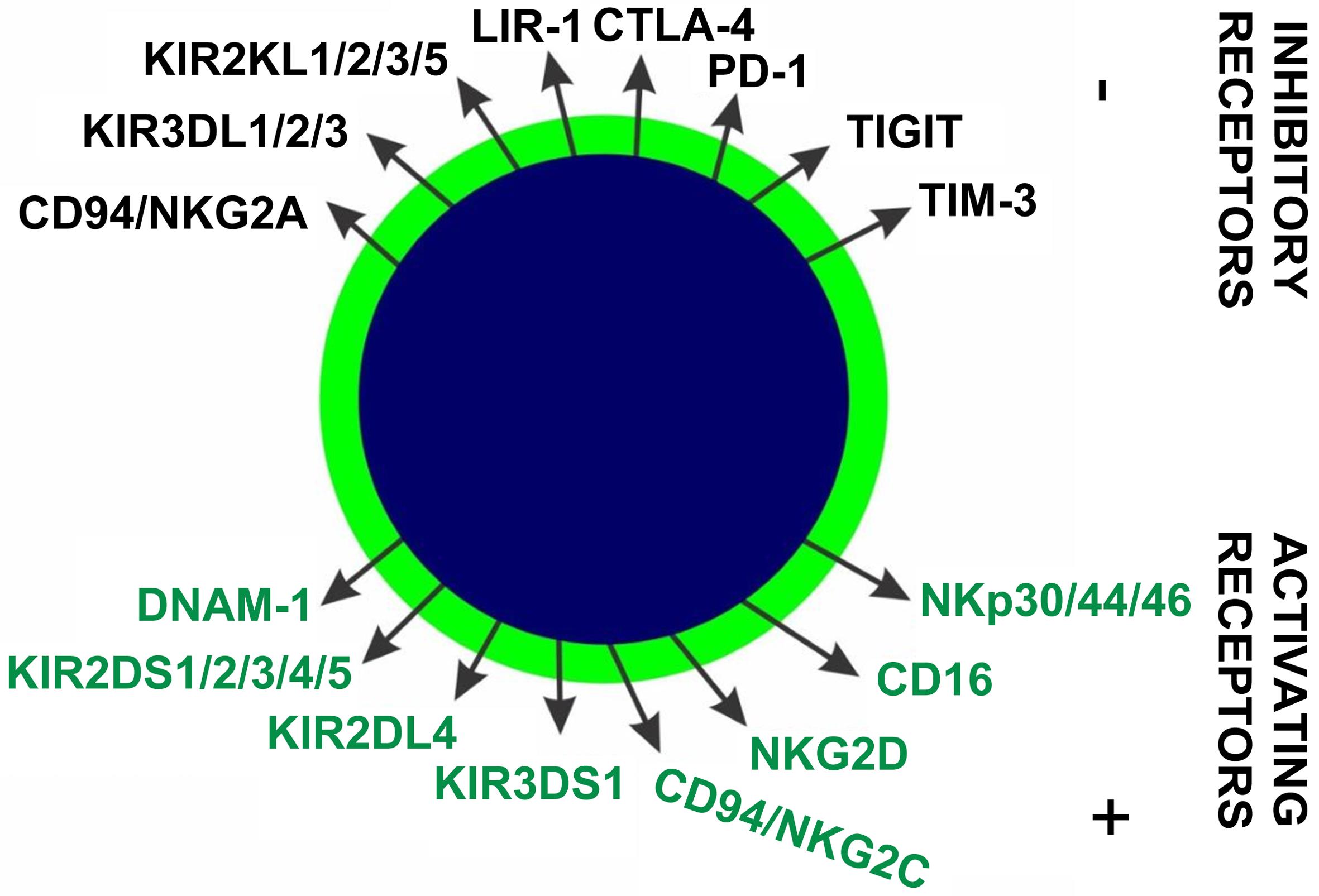 Schematic representation of NK cell activation and inhibitory receptors.