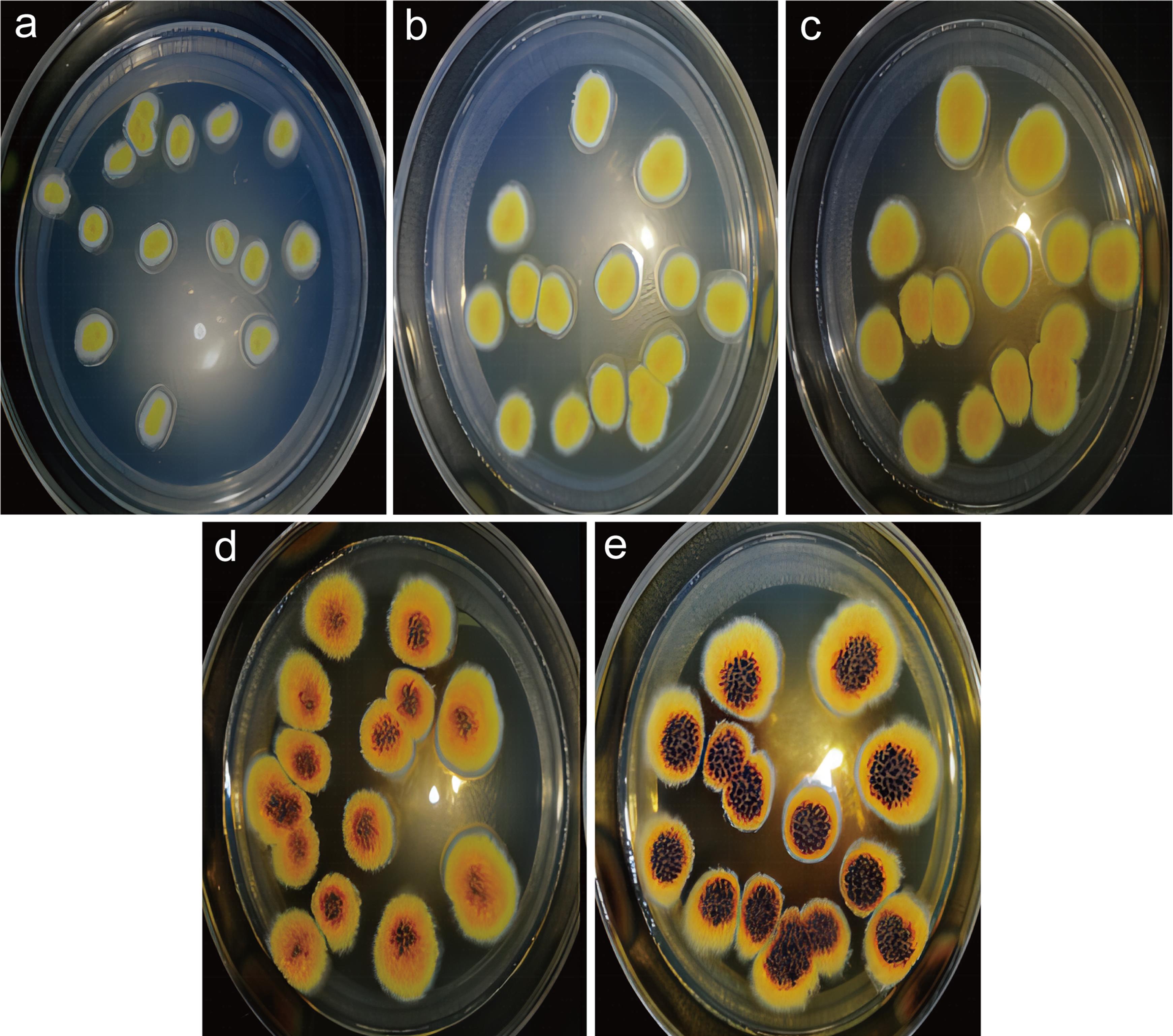 Morphological characteristics of <italic>E. cristatum</italic> at different culture times.