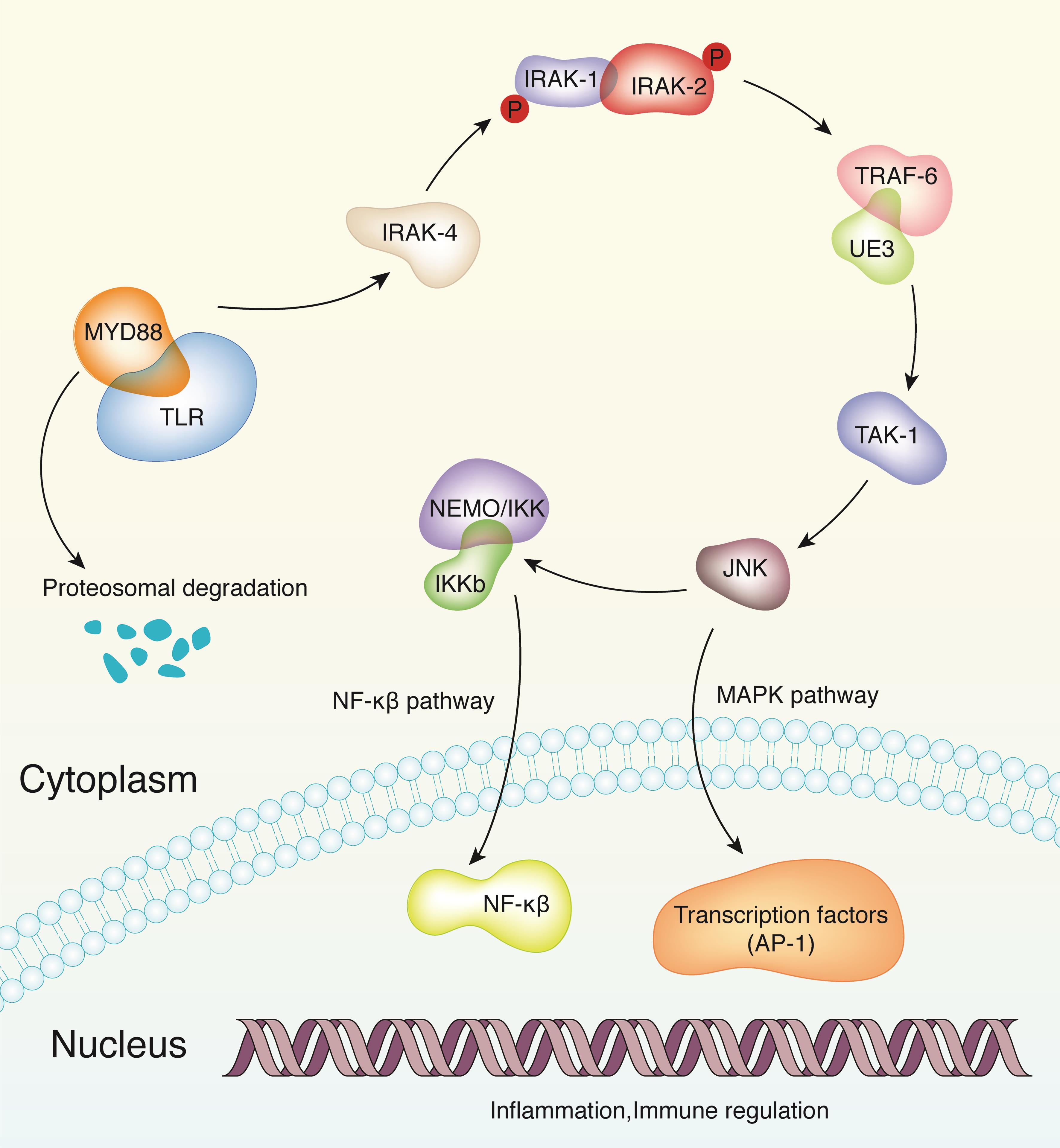 Molecules mediating the MyD88-dependent pathways.