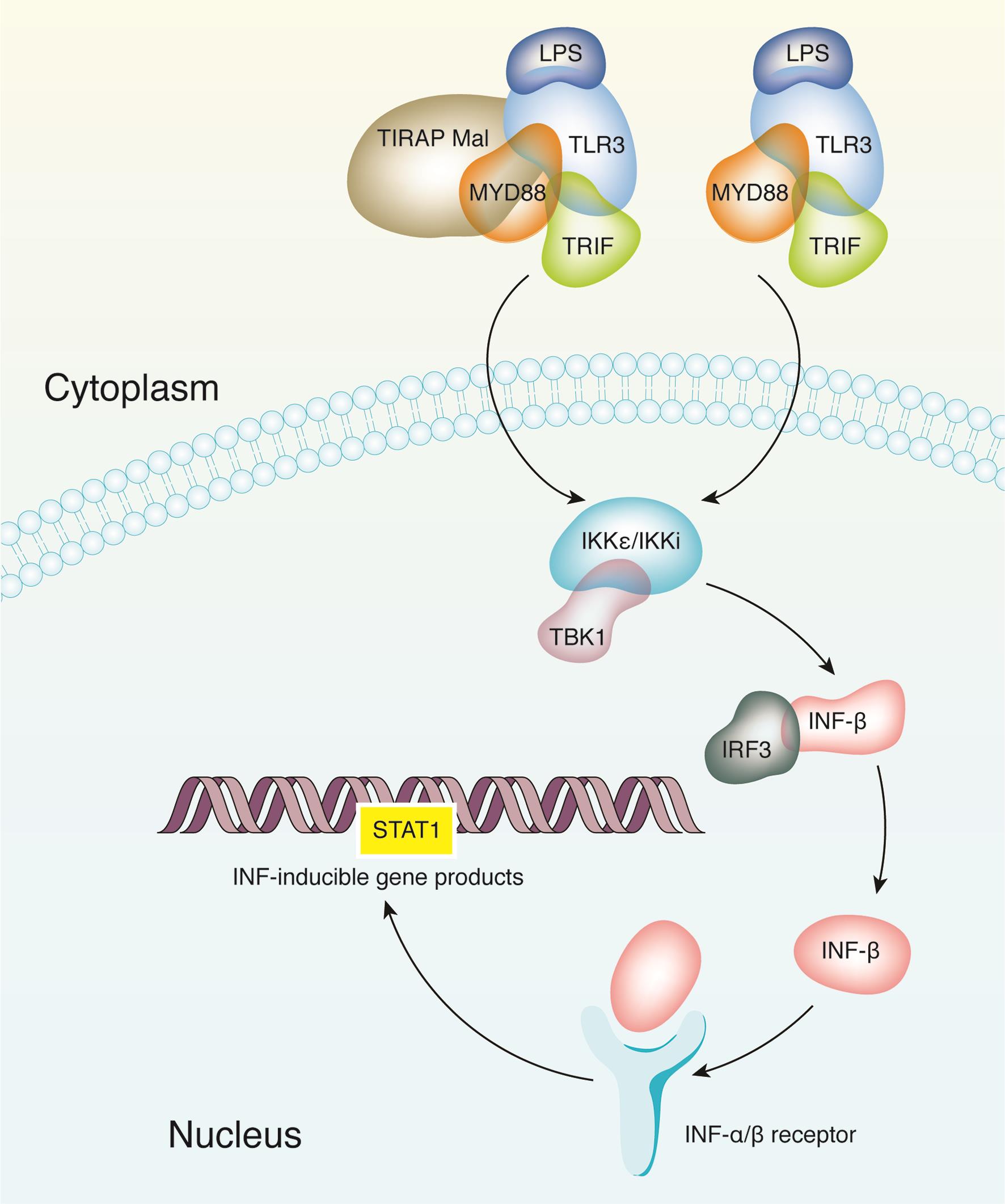 Molecules mediating the MyD88-independent pathways. 