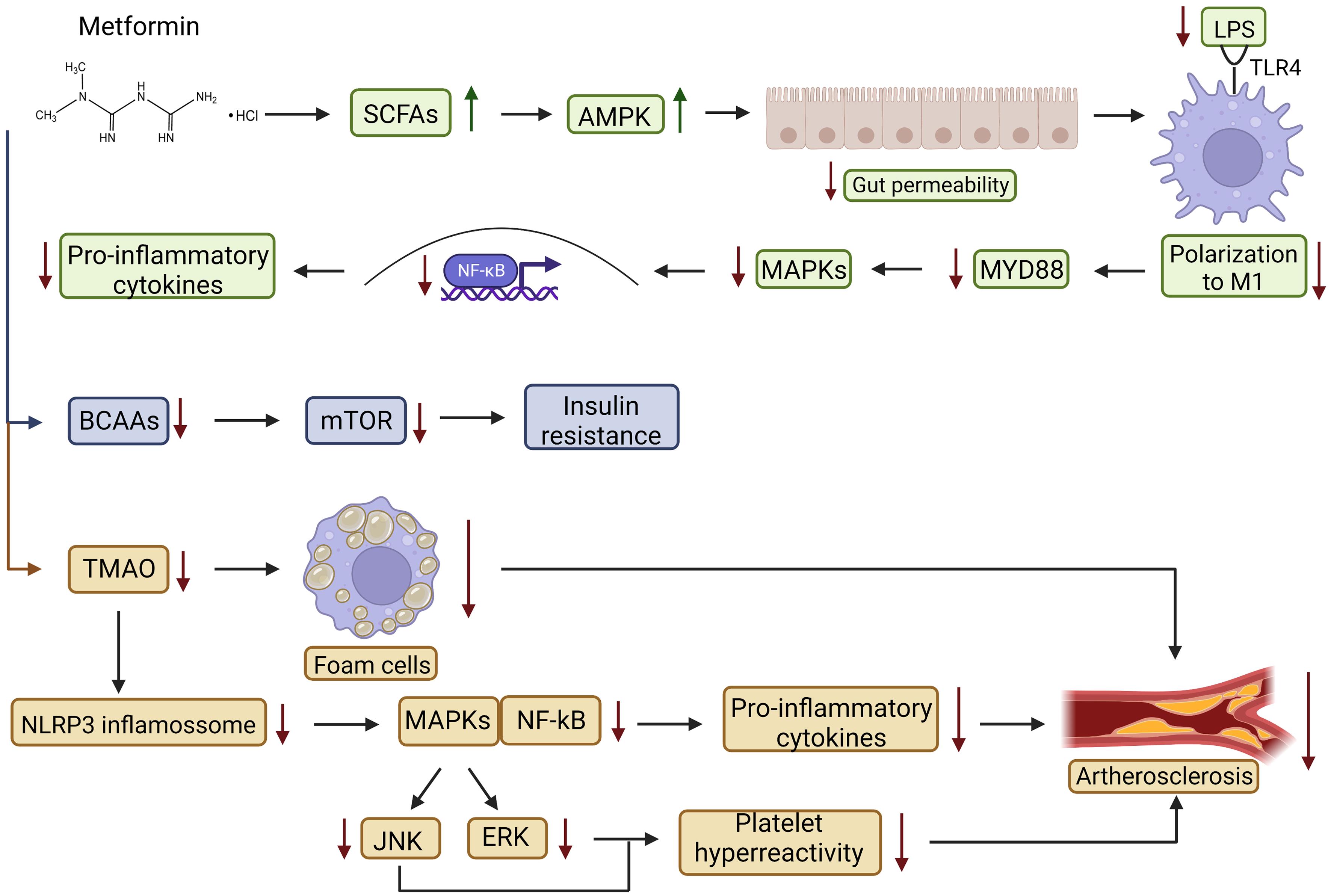 Metformin Microbiota And Health   Jerp 22 32 G001 