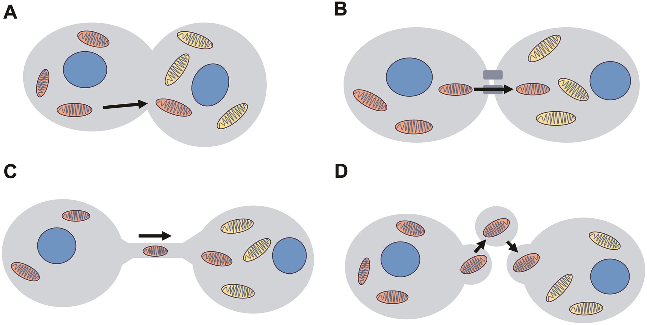 Mechanisms of mitochondrial transfer.