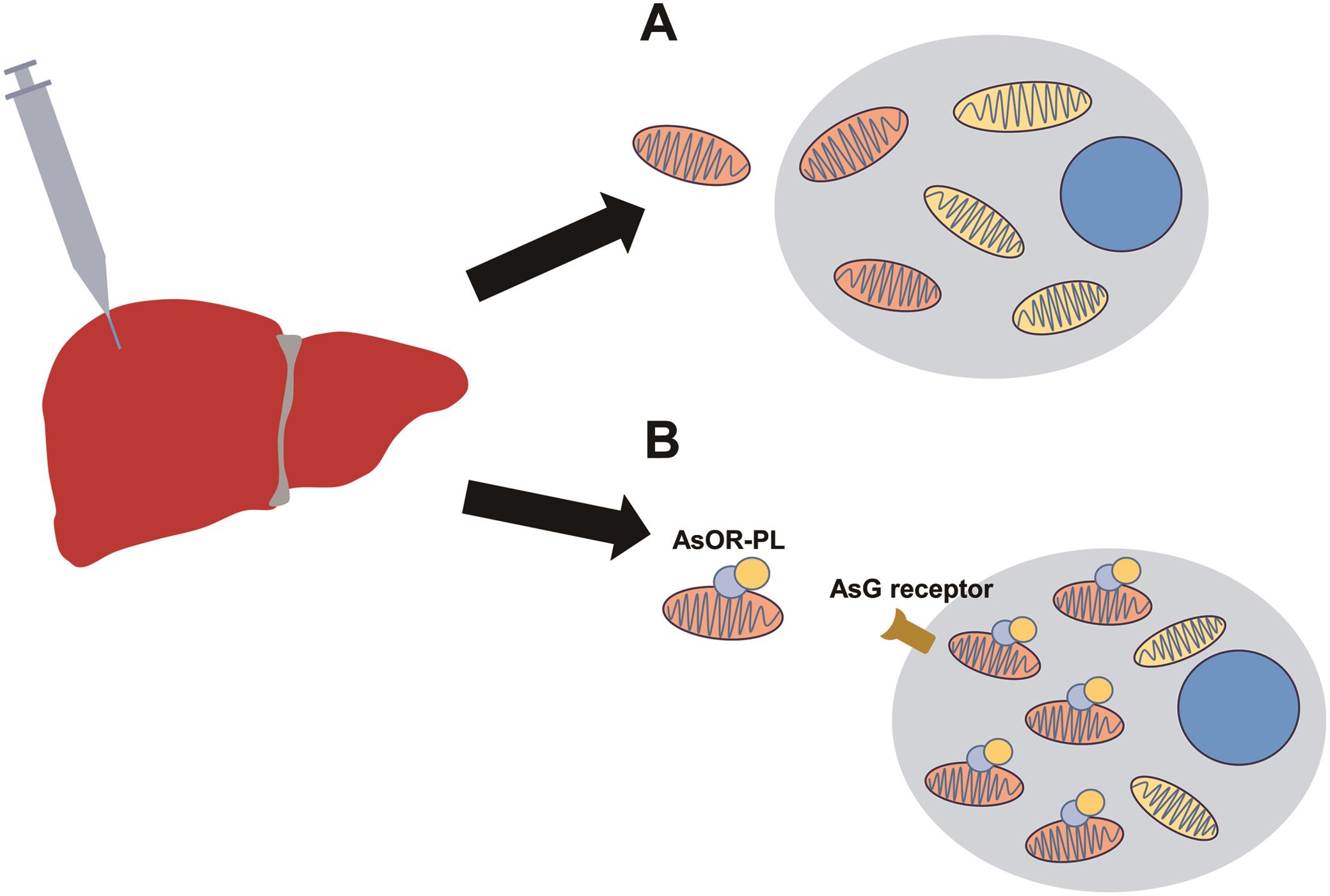 Targeted delivery of mitochondria in cell culture.