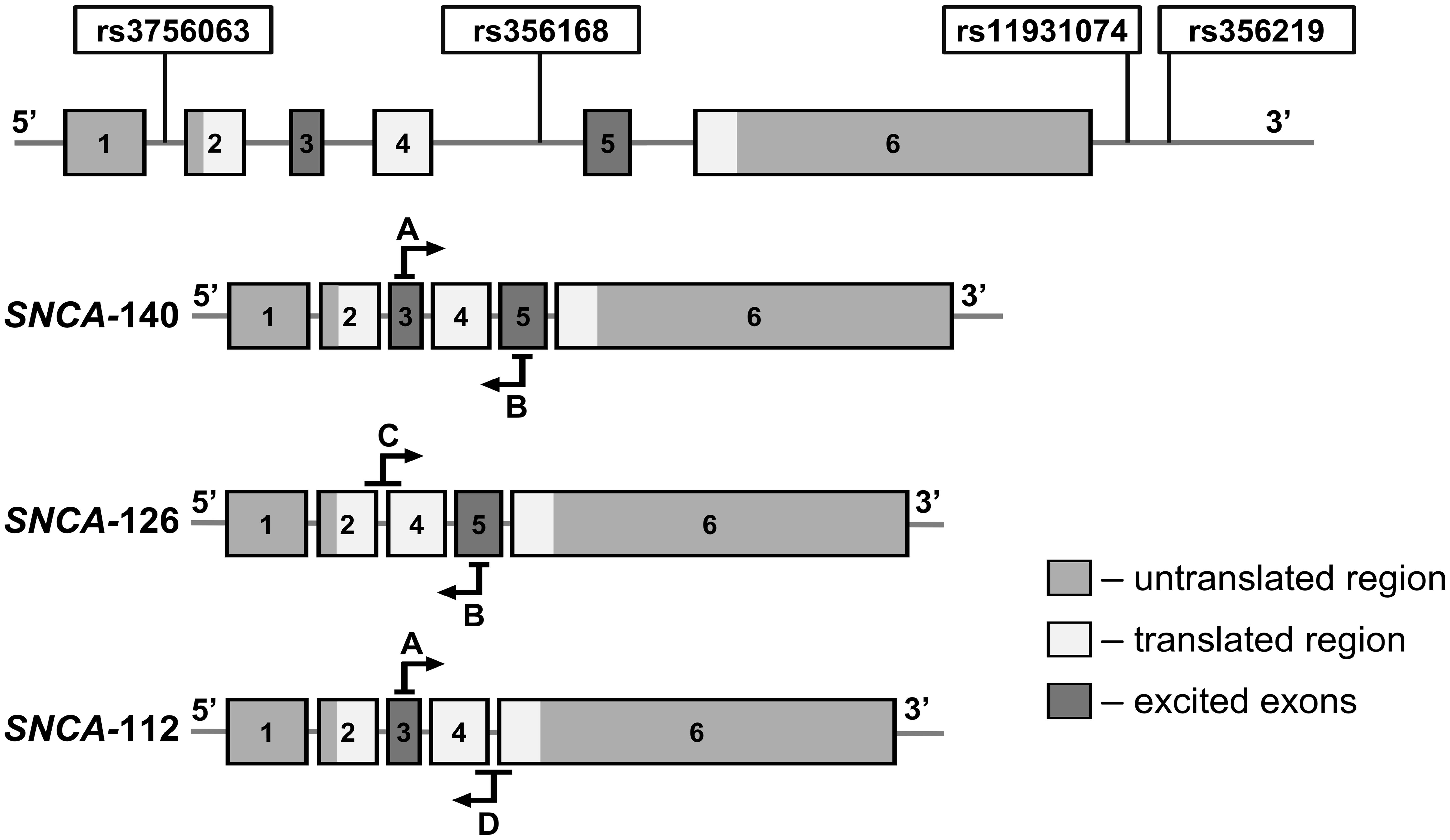 Schematic representation of the <italic>SNCA</italic> gene with four investigated SNPs and derivation of α-synuclein splice-specific primers.