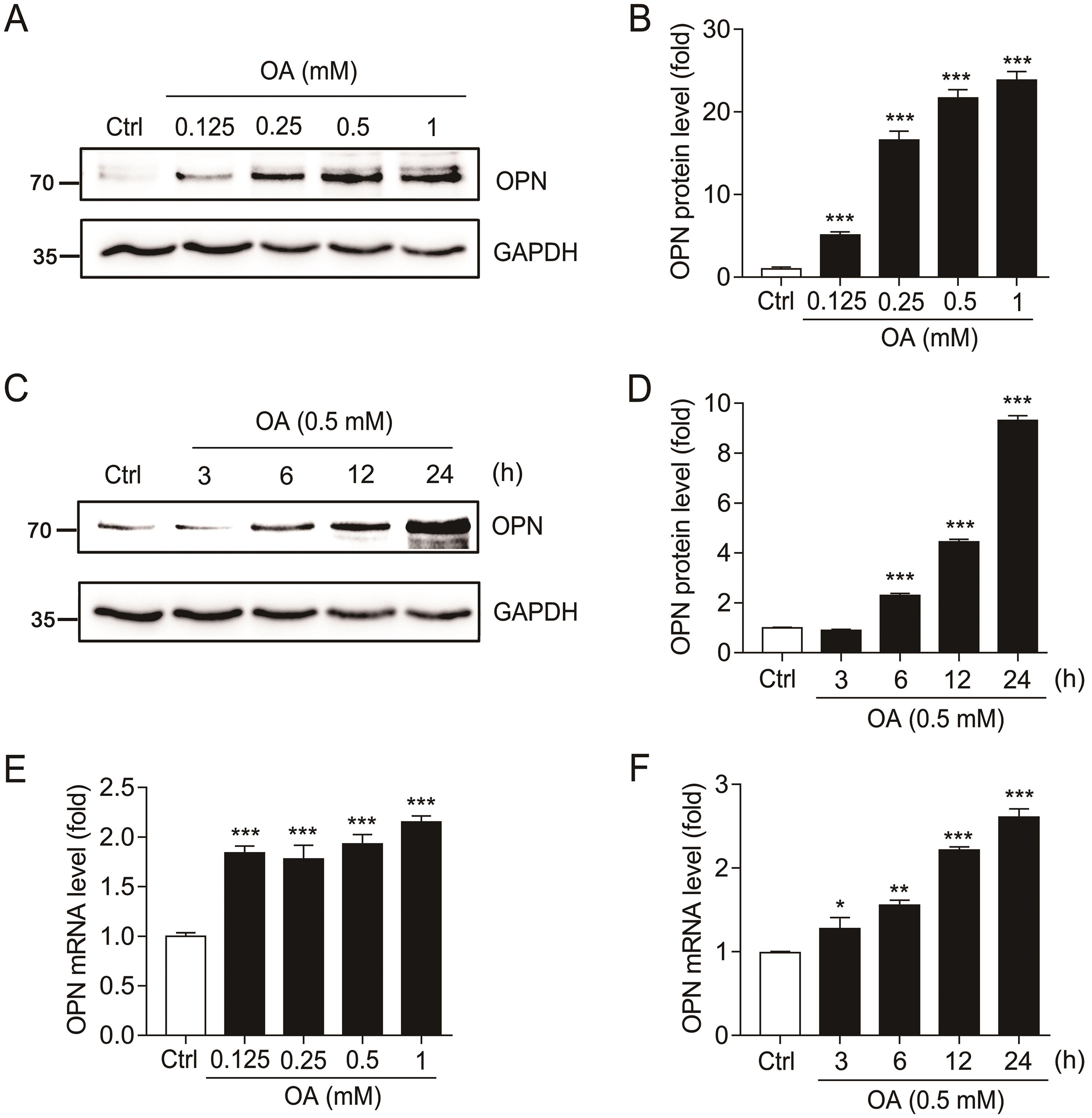 OPN level in HepG2 cells was increased by OA.