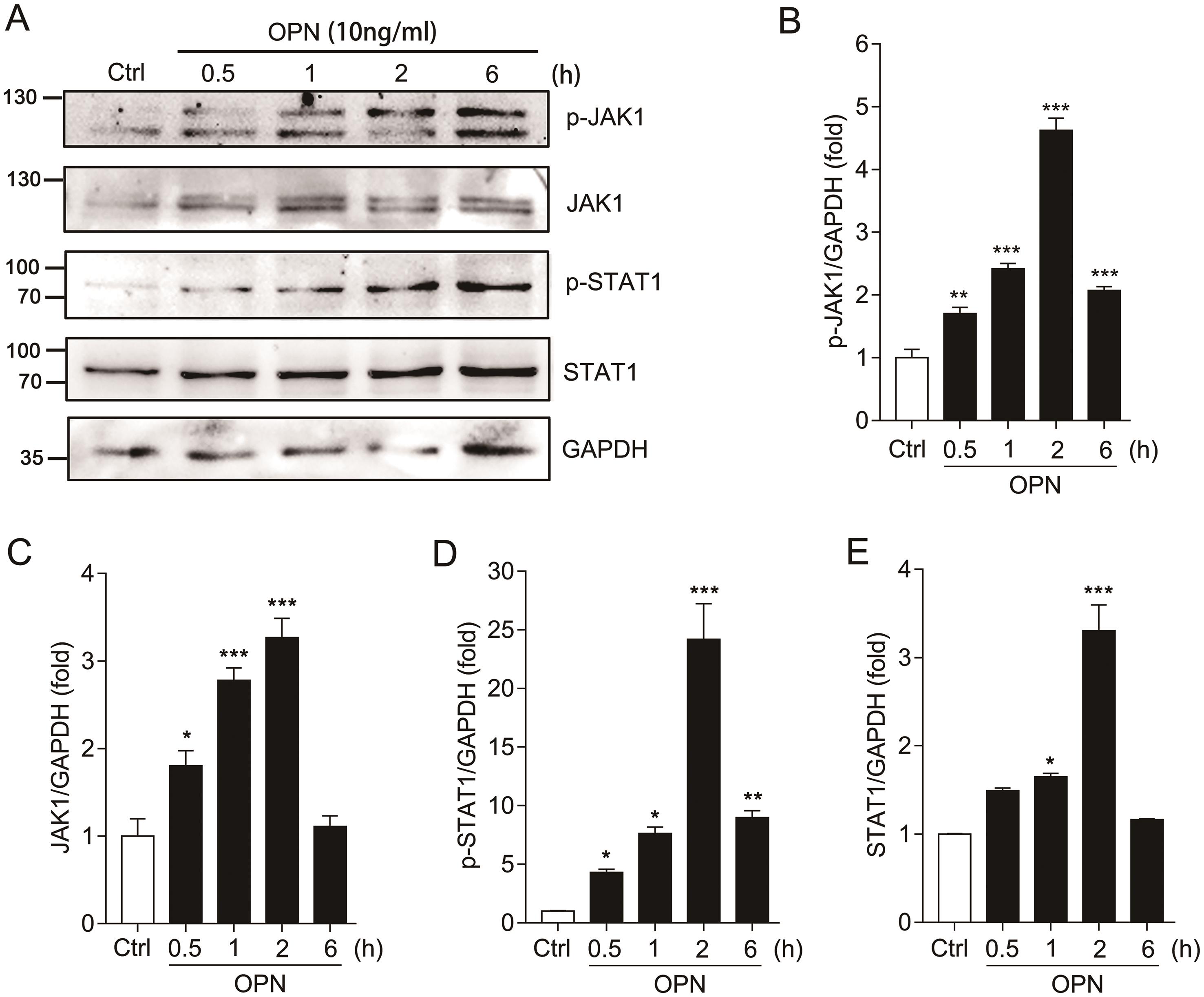 OPN activated the JAK1/STAT1 signaling pathway in LO2 cells.