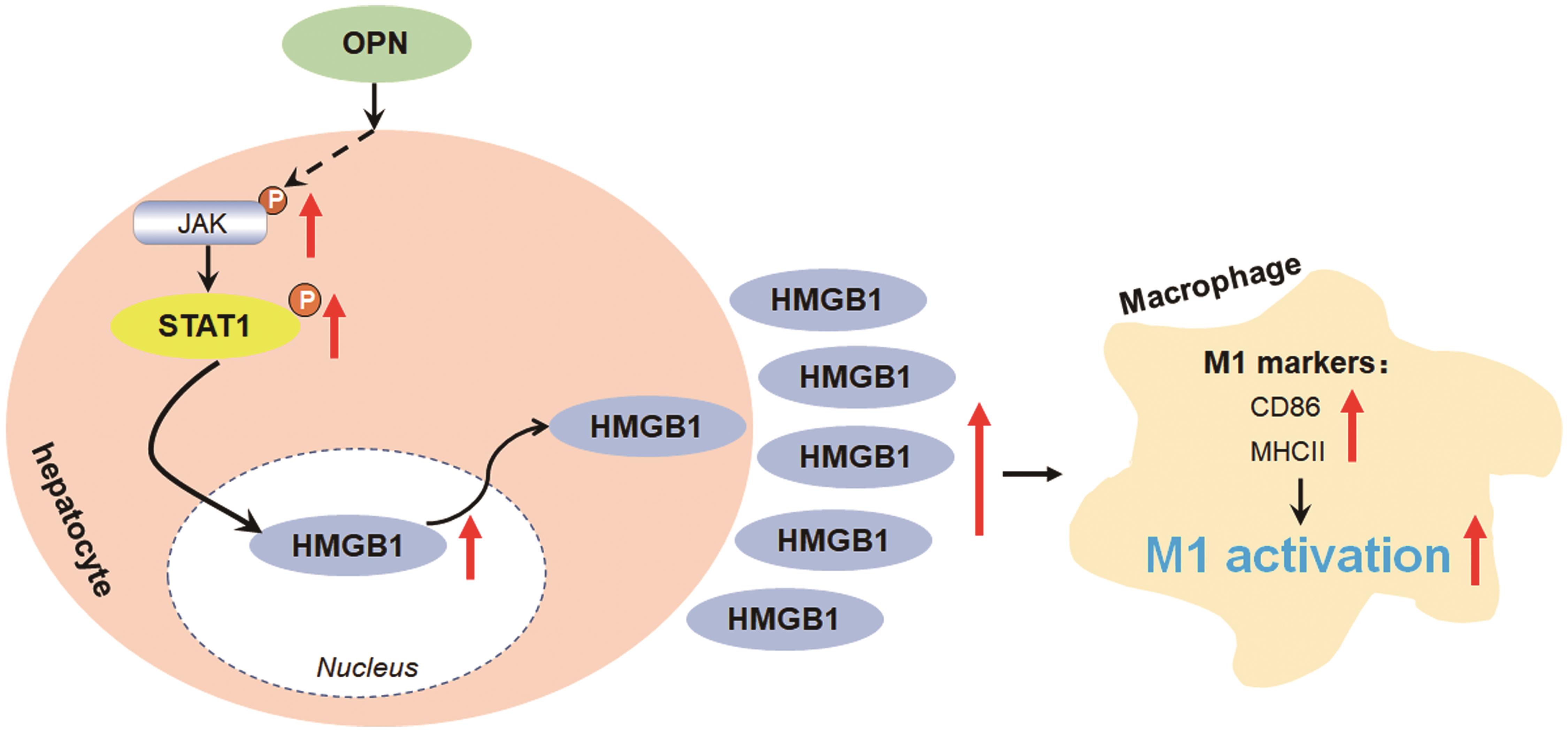 A depiction of the signaling pathway by which OPN promotes macrophage M1 polarization.