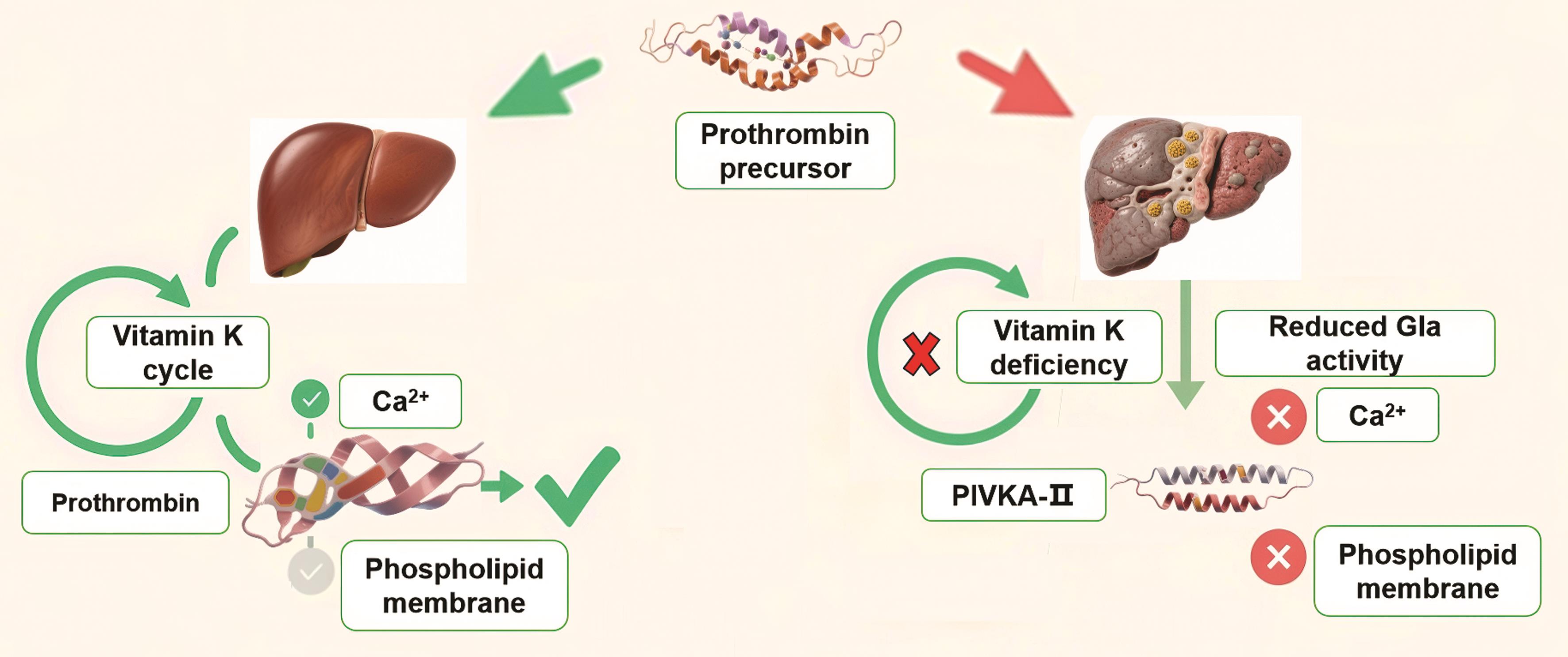 Biological significance and characteristics of PIVKA-II.