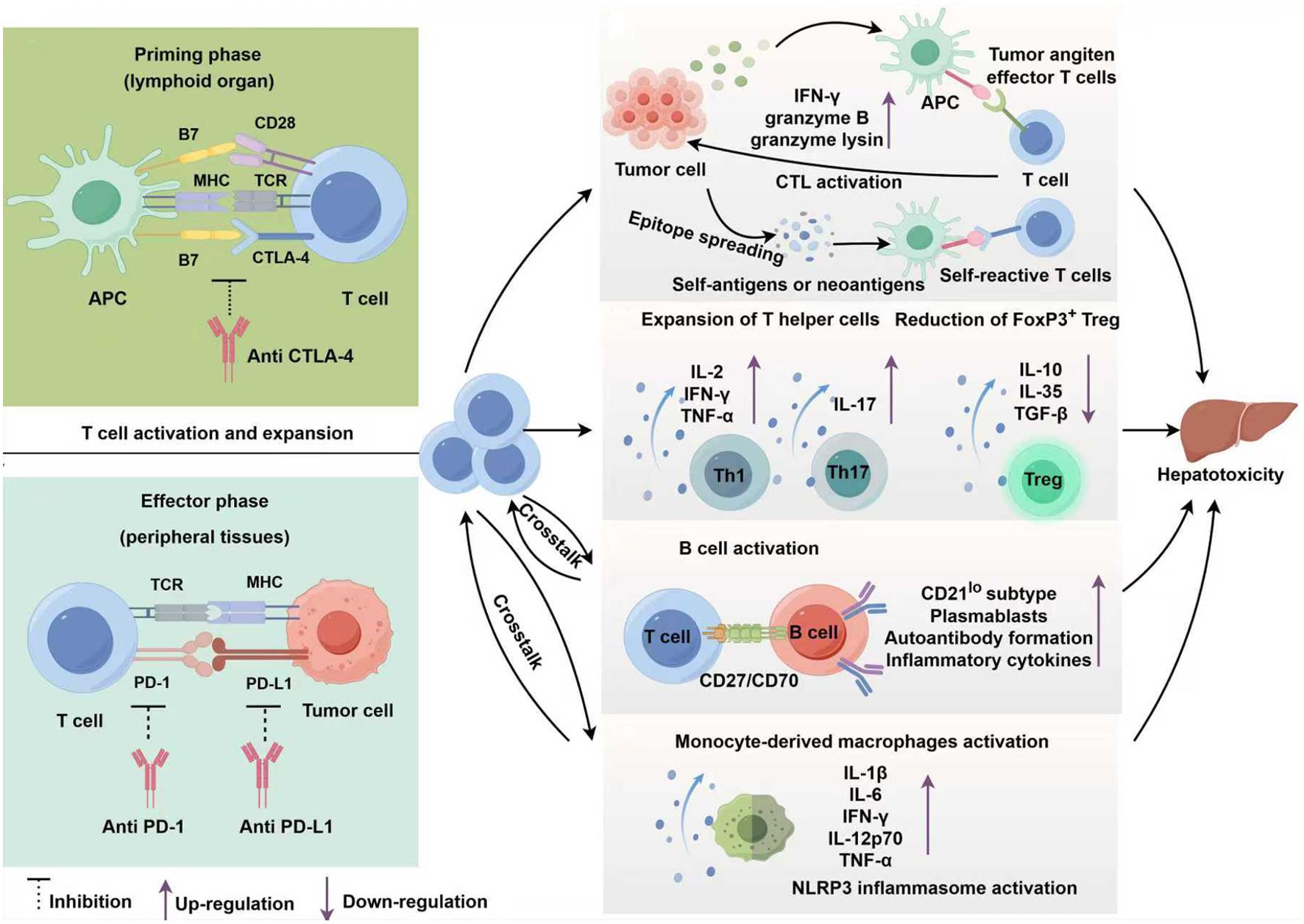 Mechanisms of ICI-mediated hepatotoxicity.