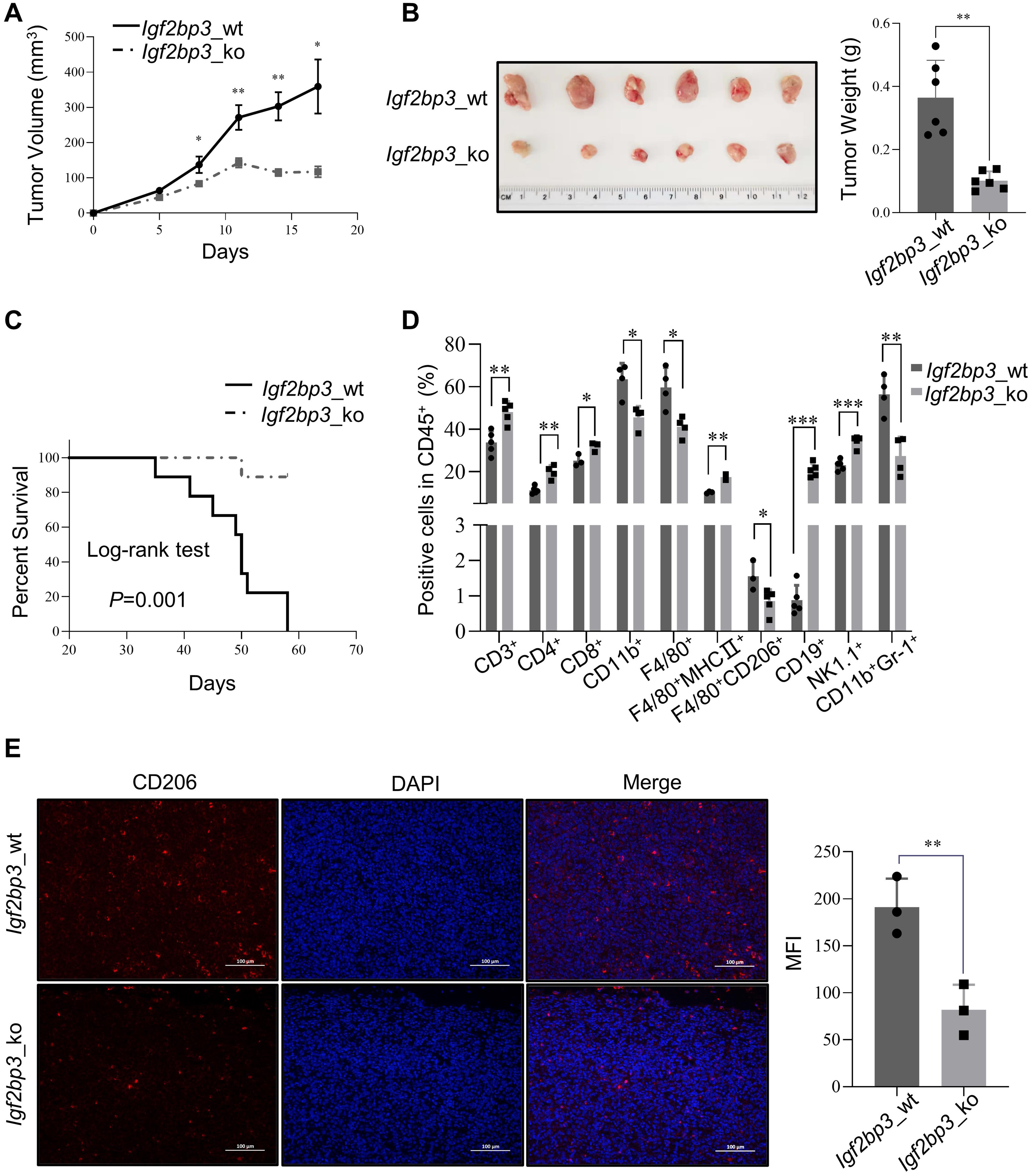 IGF2BP3 promotes tumor progression and facilitates macrophage infiltration and polarization in mouse HCC model.