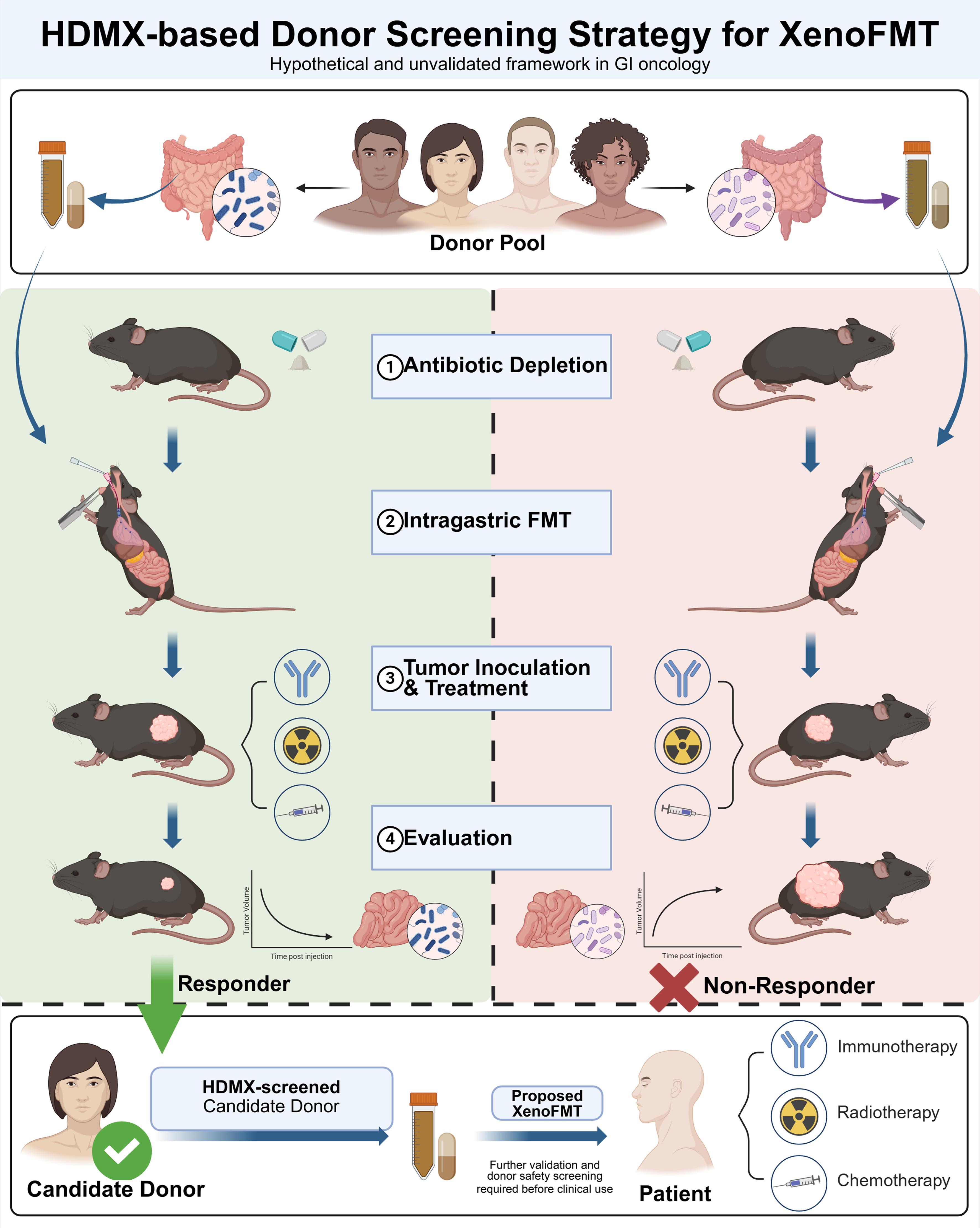 HDMX-based Donor Screening Strategy for XenoFMT.