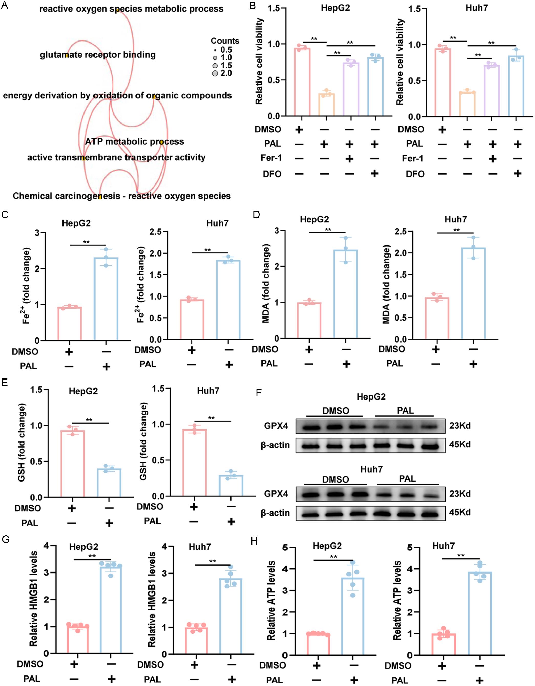 PAL-induced effects on ferroptosis.