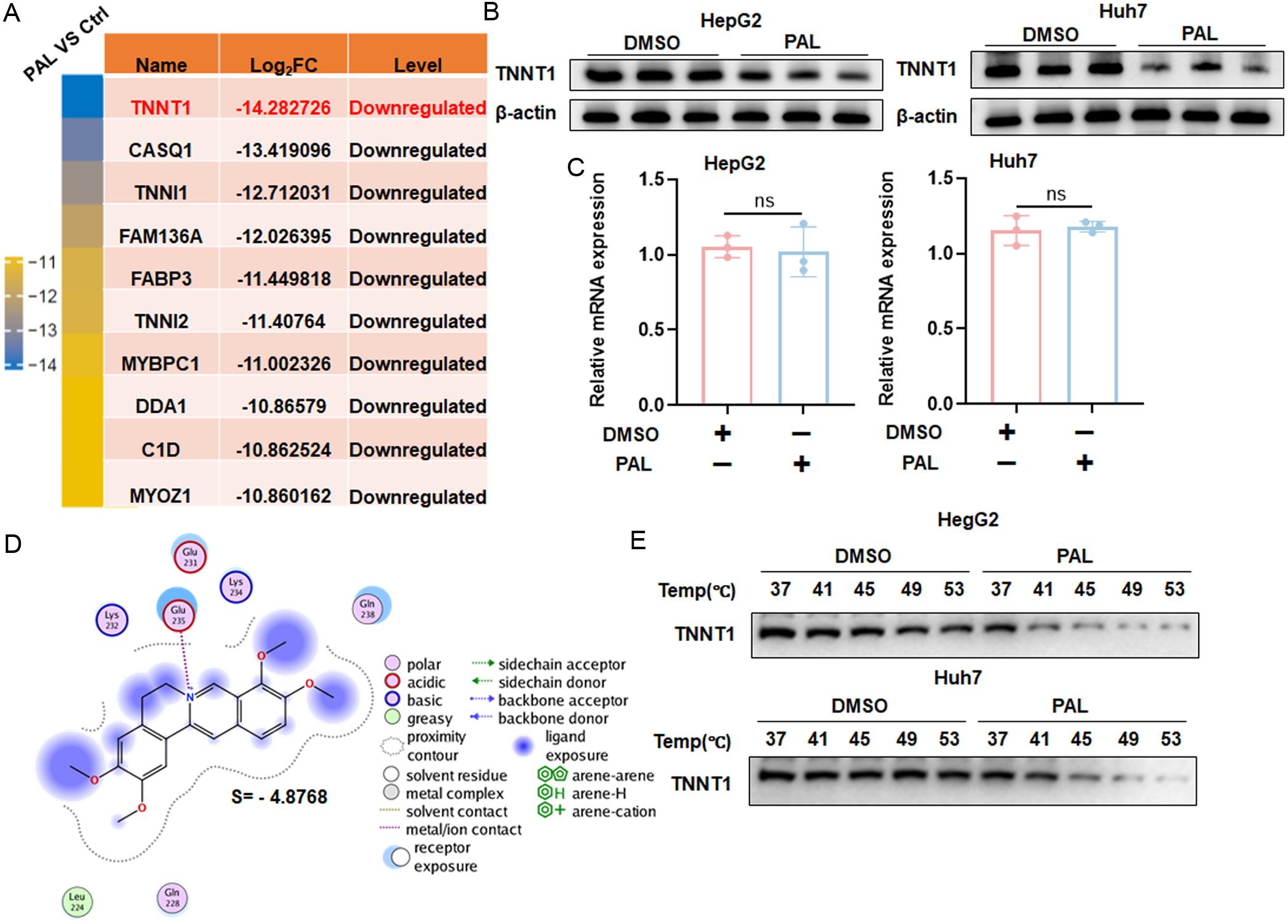 Identification of TNNT1 as the potential target of PAL.