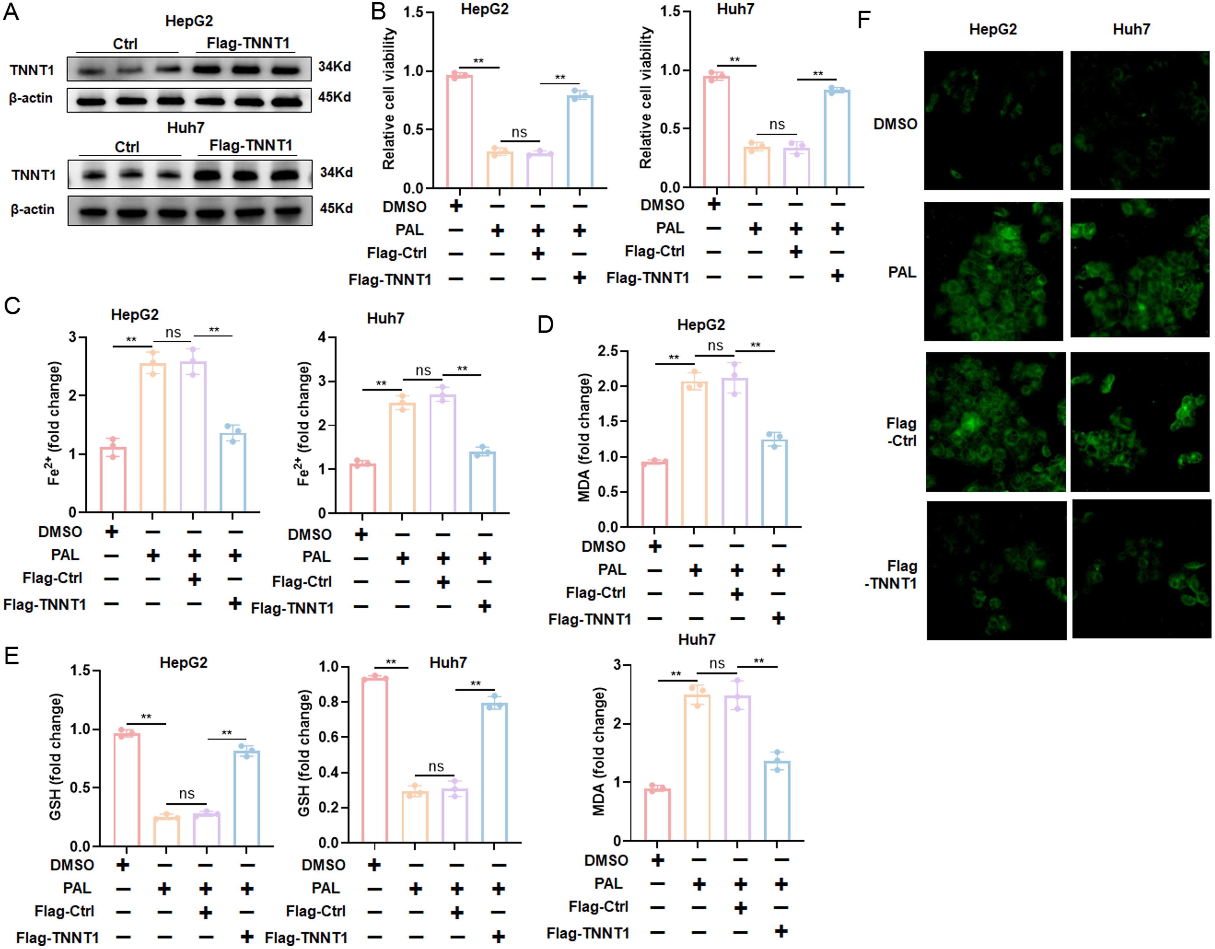 Effects of TNNT1-dependent PAL activity on ferroptosis.