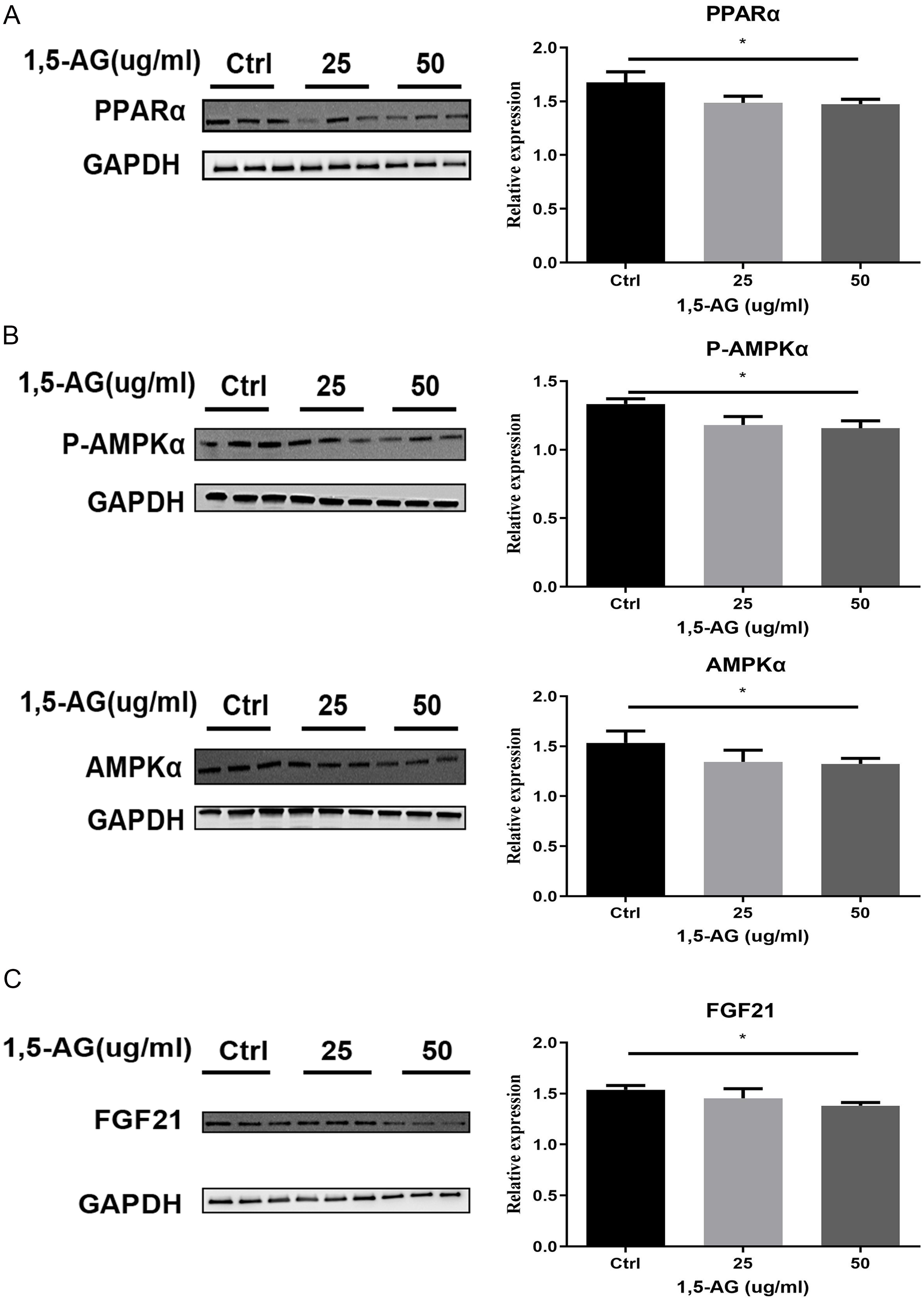 Effect of 1,5AG on the PPARα signaling pathway <italic>in vitro</italic>.