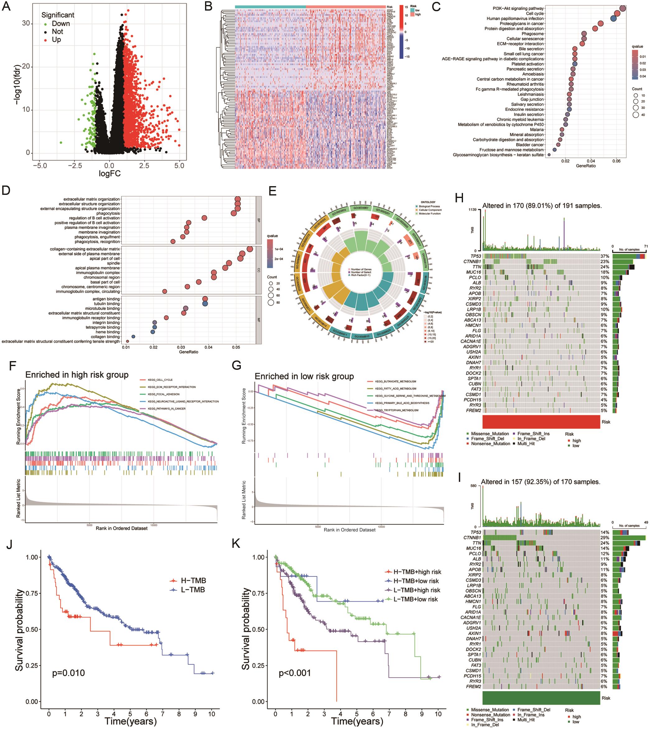 Functional analysis of DEGs and mutation profiles between high- and low-risk groups.