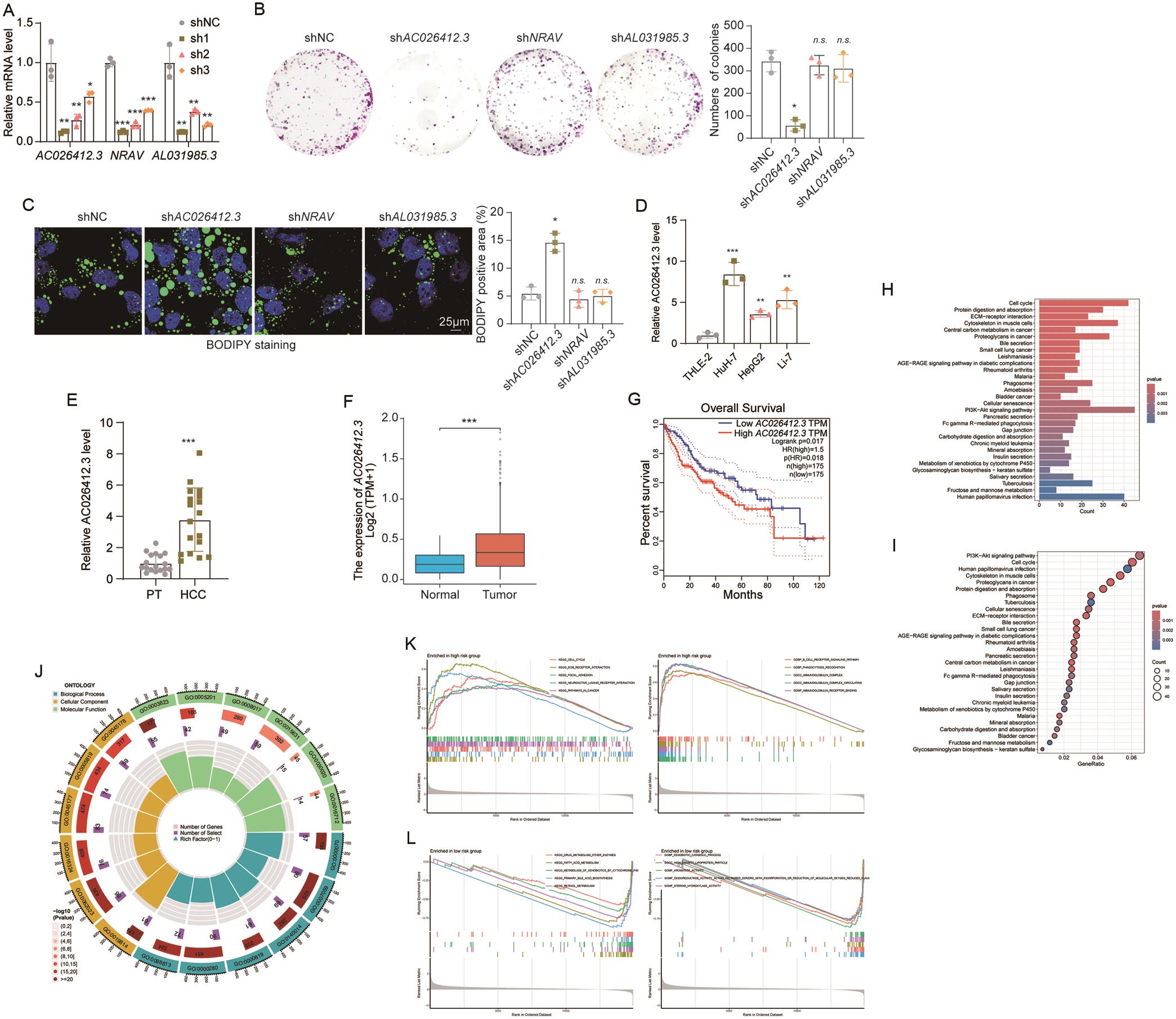 Identification of <italic>AC026412.3</italic> as a key lipid metabolism–related lncRNA in HCC.