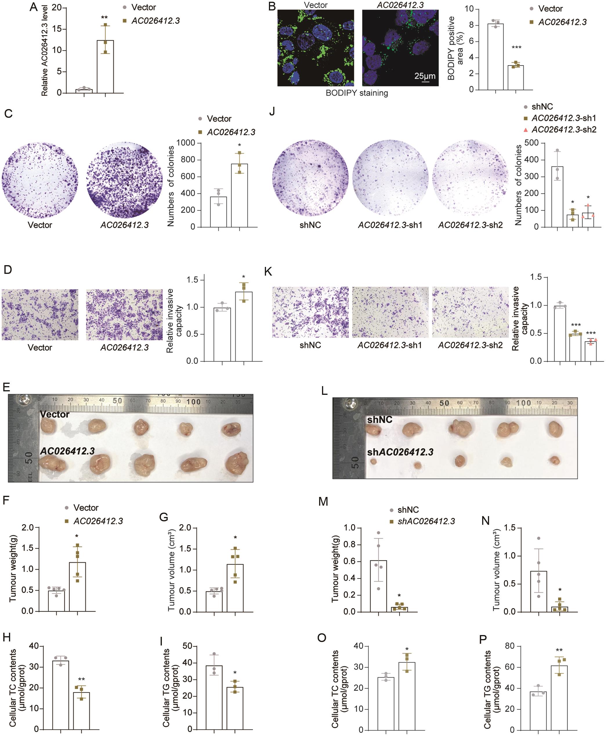 Effects of <italic>AC026412.3</italic> on lipid accumulation, cell behavior, and tumor growth in HCC.