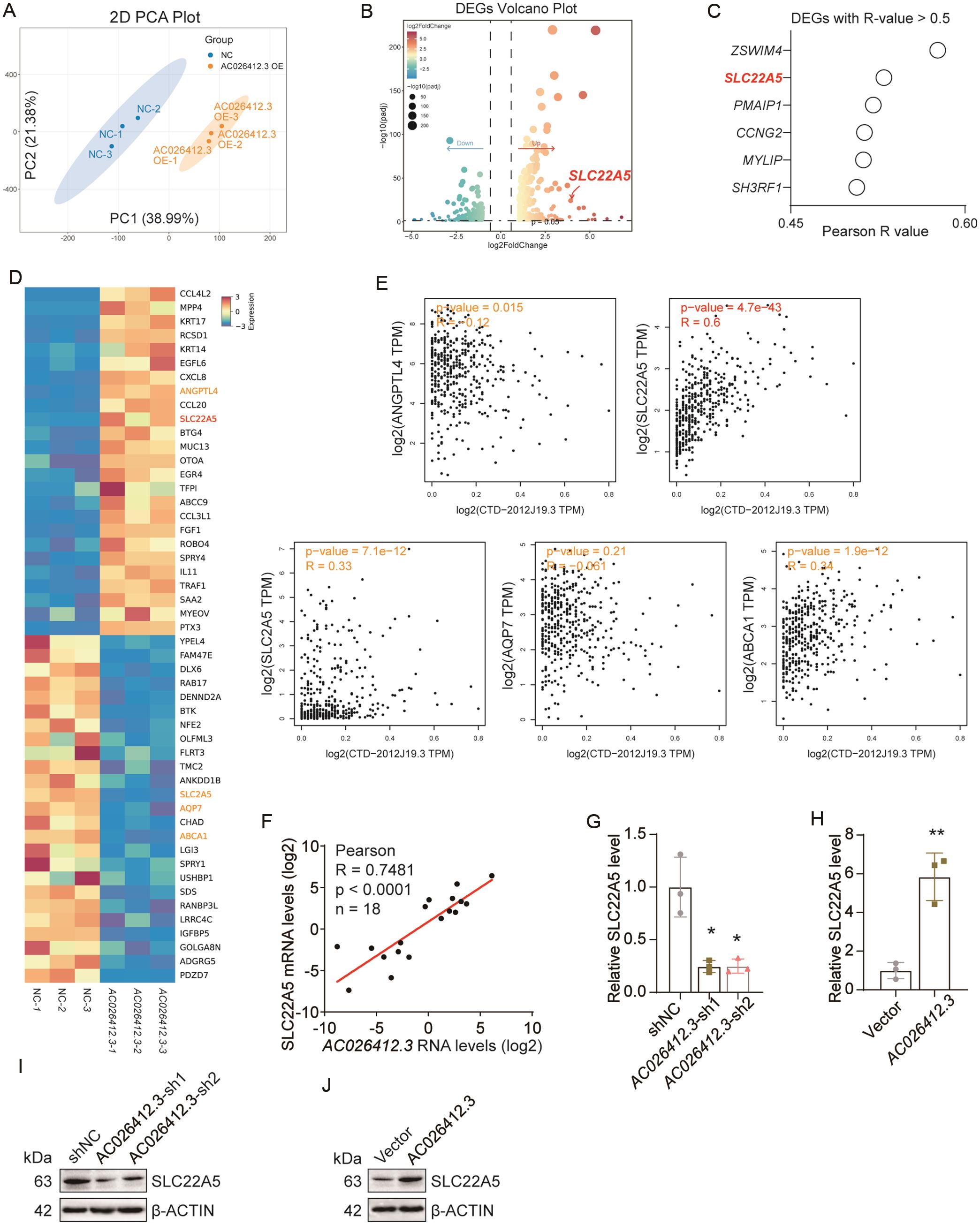 Transcriptomic analysis and expression validation of candidate genes associated with <italic>AC026412.3</italic>.
