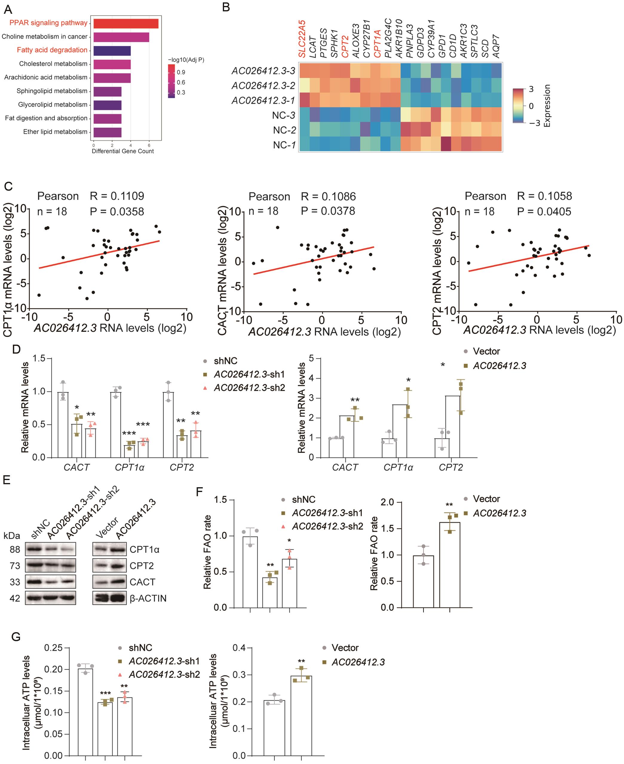 Analysis of fatty acid β-oxidation and energy metabolism associated with <italic>AC026412.3</italic> in HCC.
