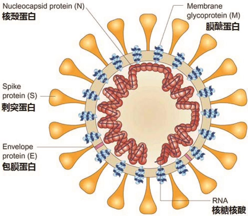  冠状病毒的结构模式图(图片来自于google)。