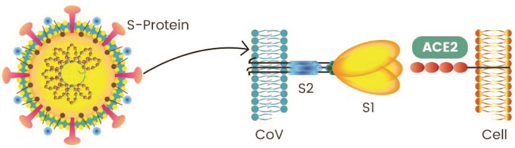  冠状病毒通过表面的刺突蛋白(Spike protein, S-protein)与宿主细胞表面受体ACE2结合进入细胞（图片来自google）。