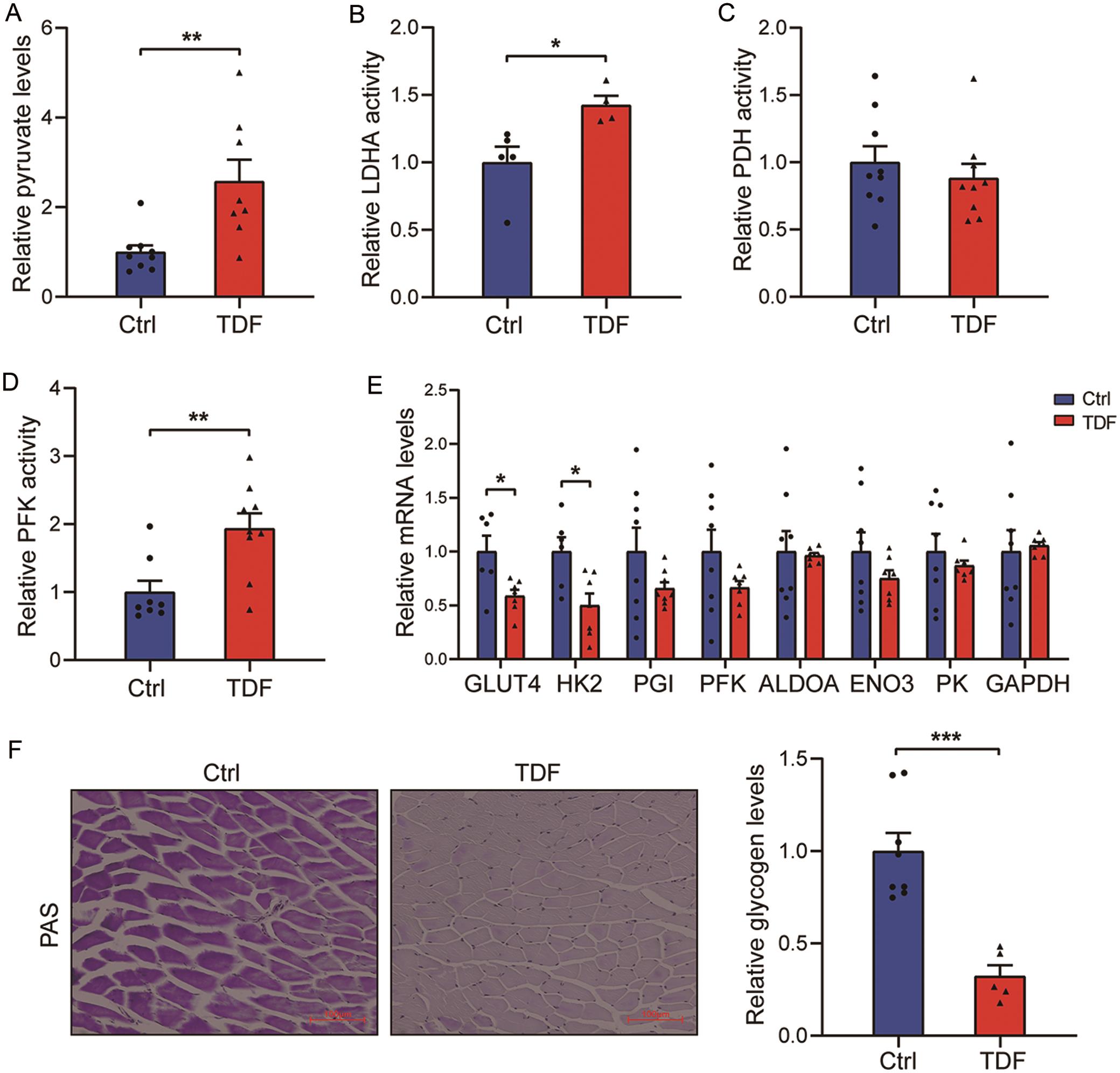 TDF accelerates glycolysis in skeletal muscle.