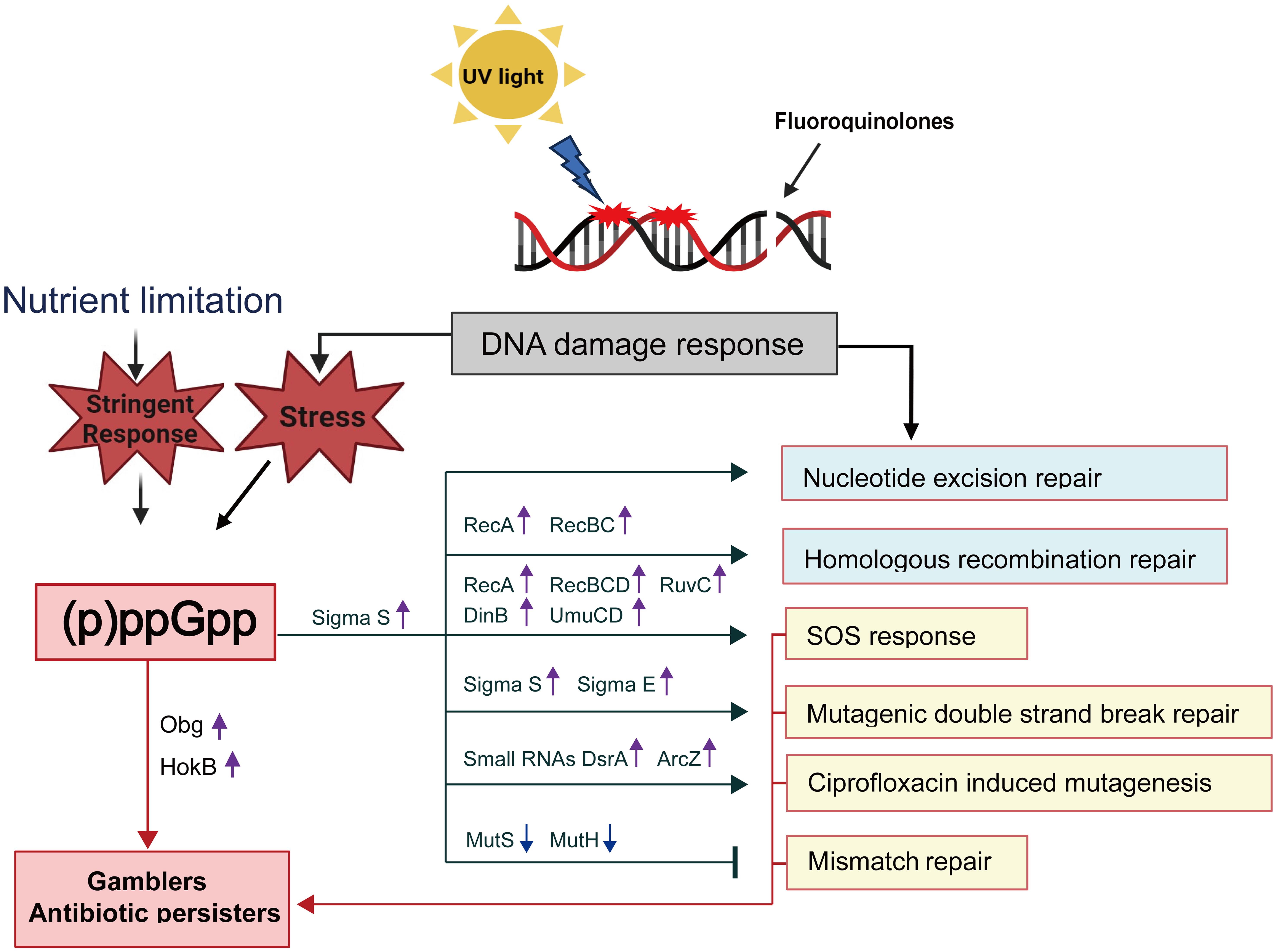 (p)ppGpp-dependent repair pathways (black arrows) illustrating the role of (p)ppGpp and the set of proteins regulated by (p)ppGpp in each repair pathway.