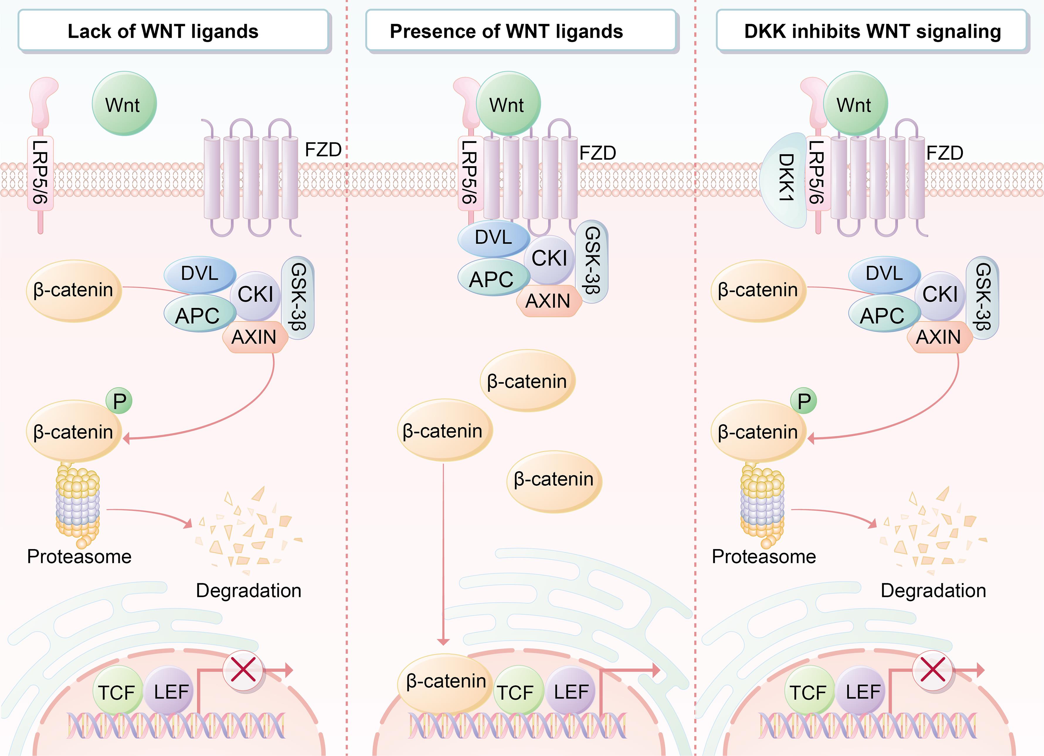 Wnt/β-Catenin signaling pathway.