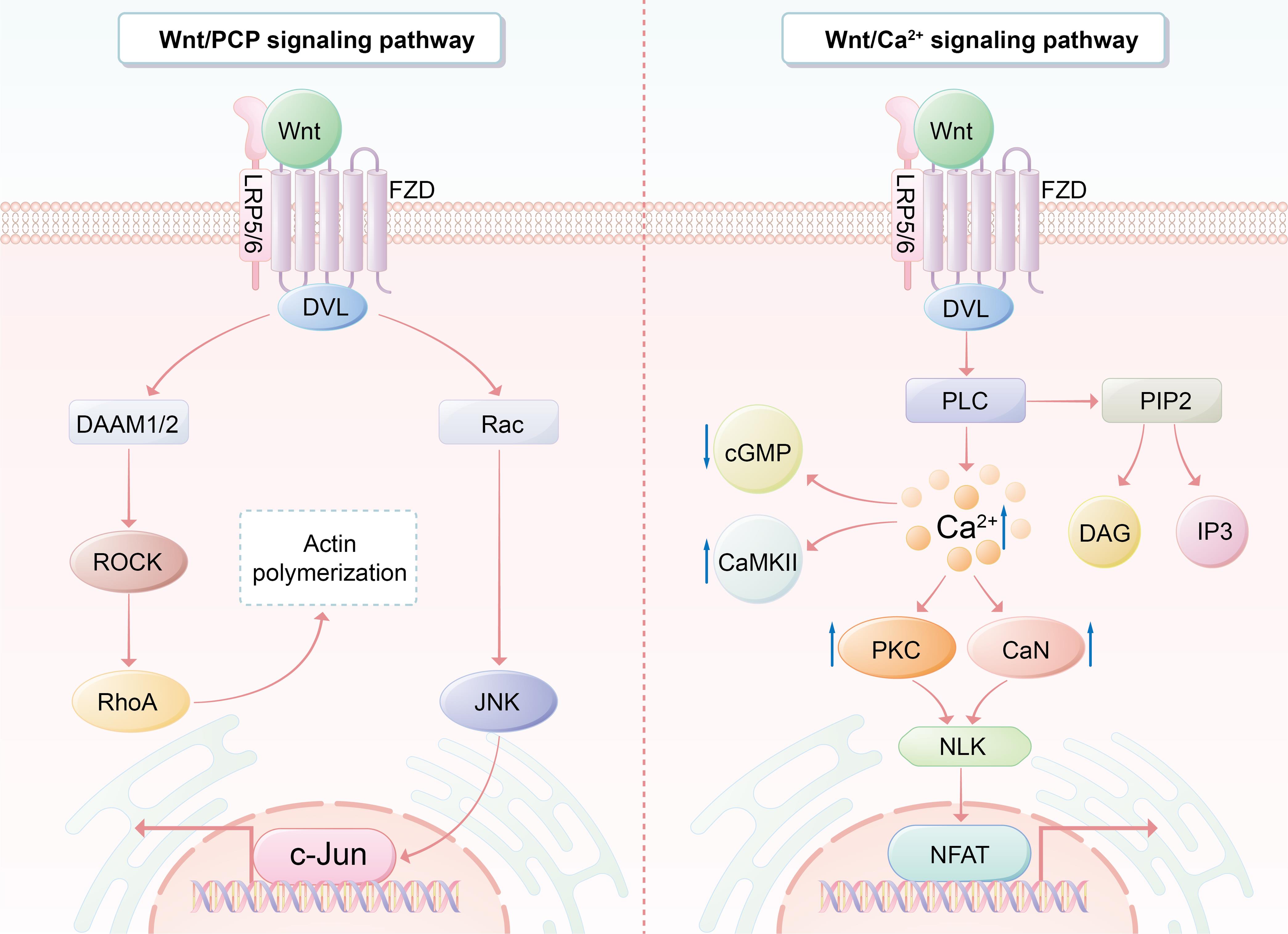 Non-canonical Wnt signaling pathway.